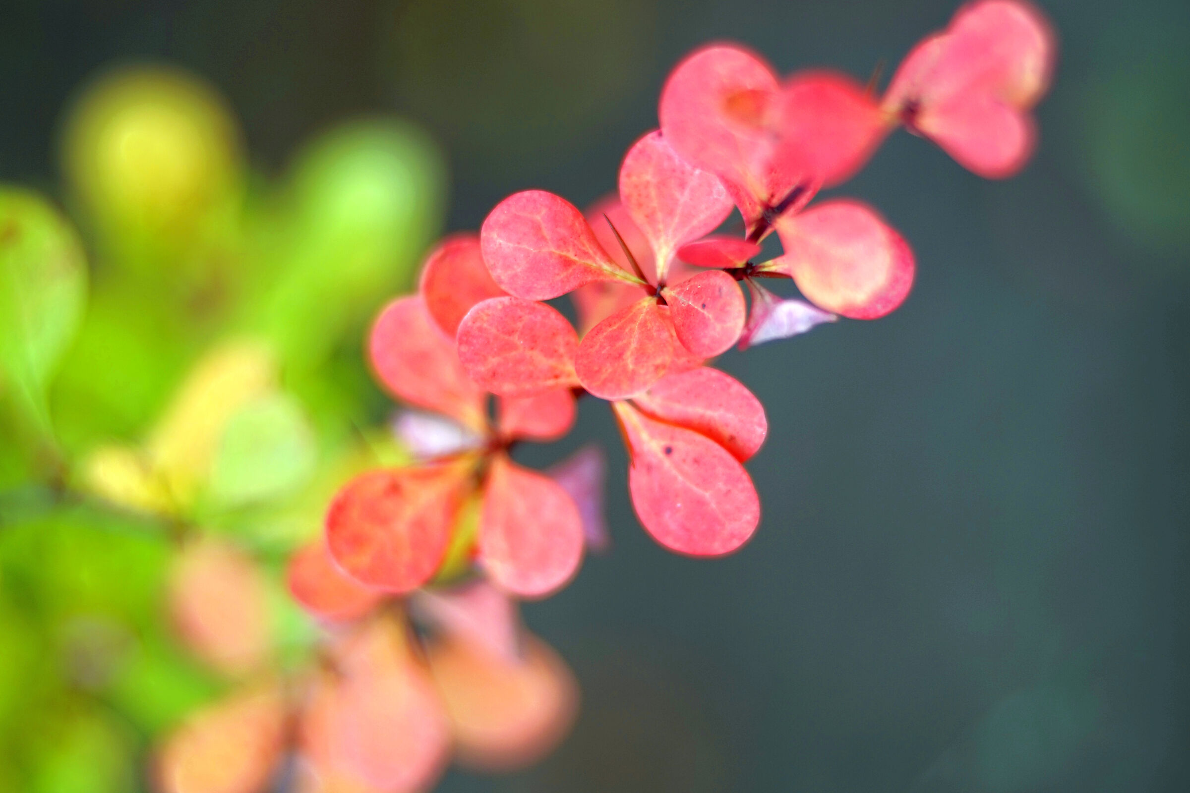 Leica Hektor 2.5/85 projection lens