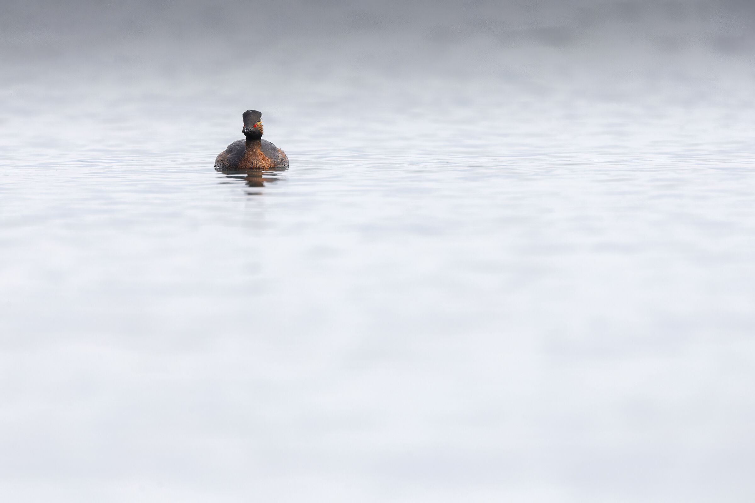 Black-necked grebe