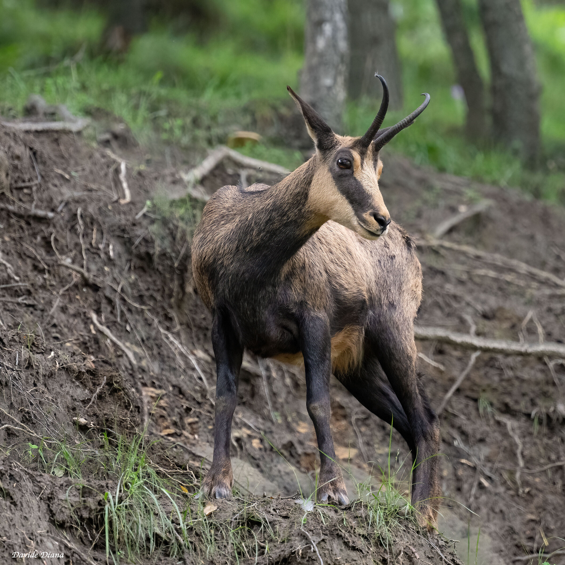 Chamois