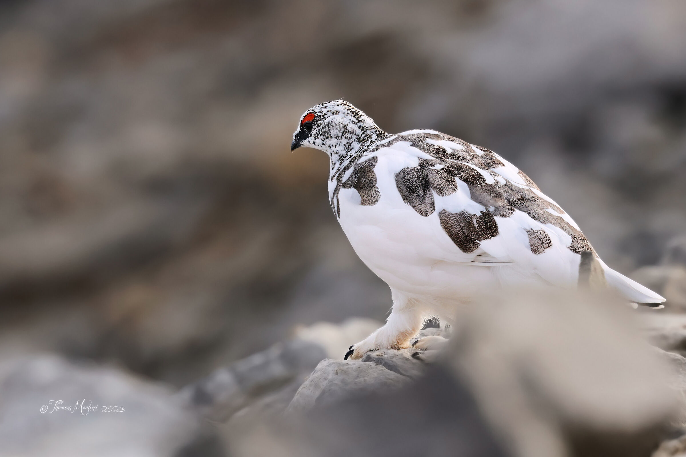 Ptarmigan in advanced moulting