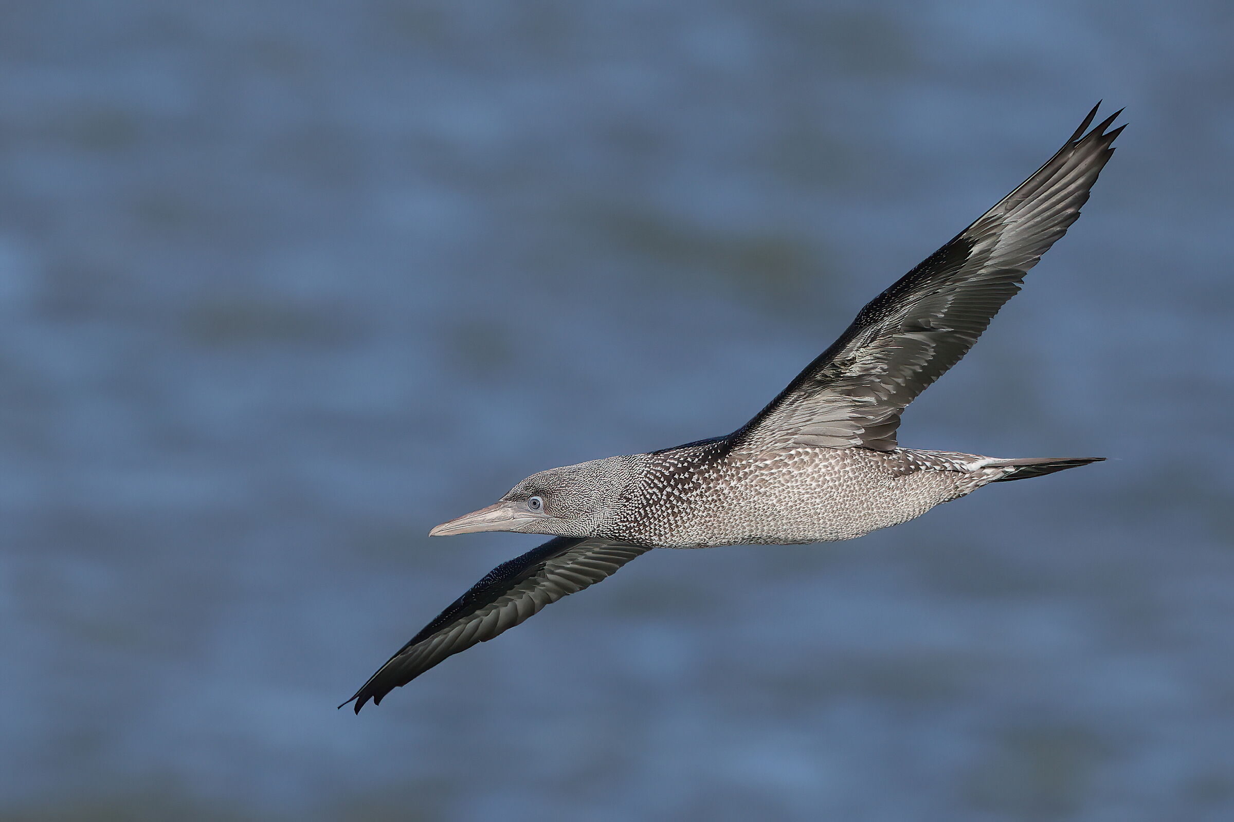Young gannet