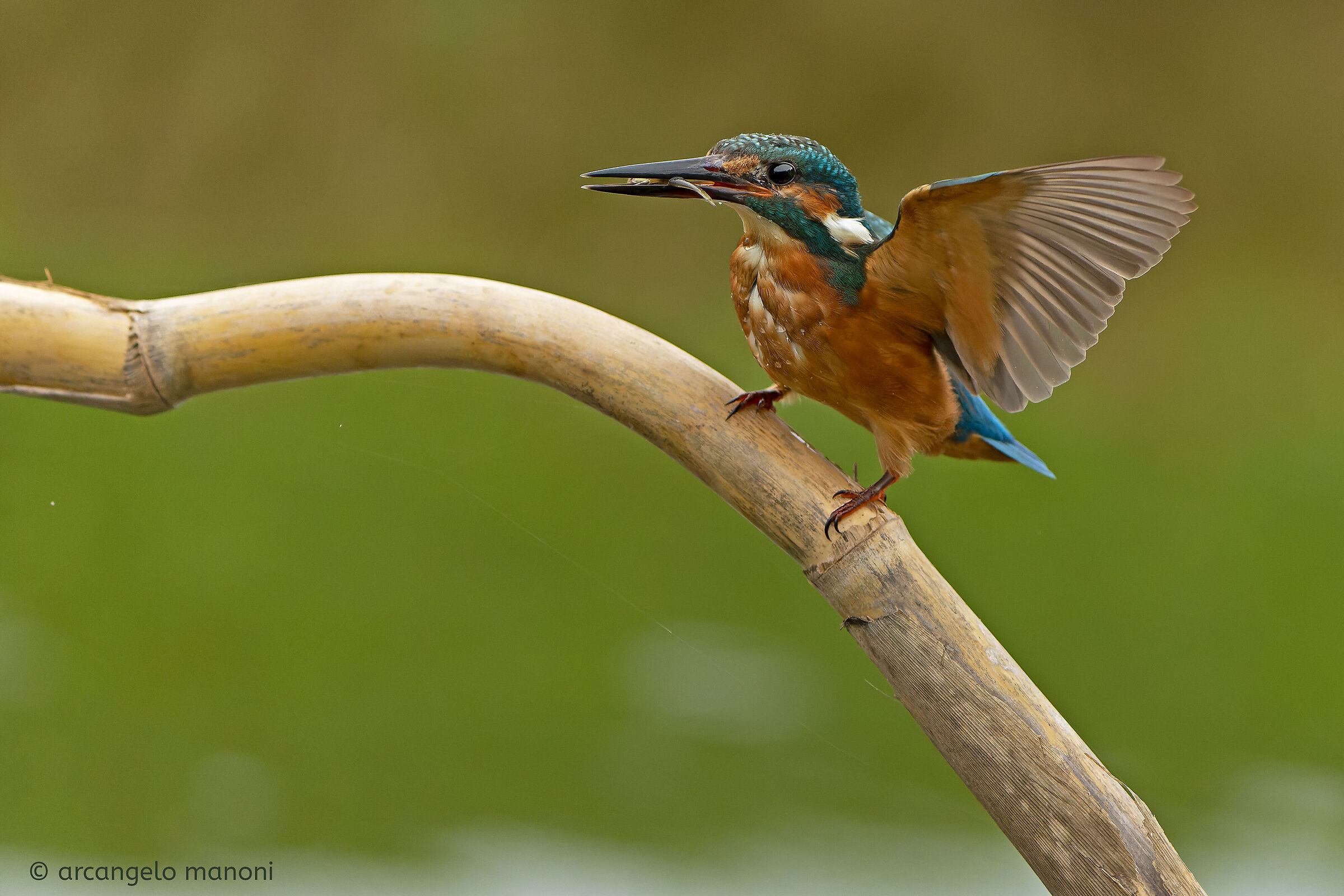 Arrivando con la preda