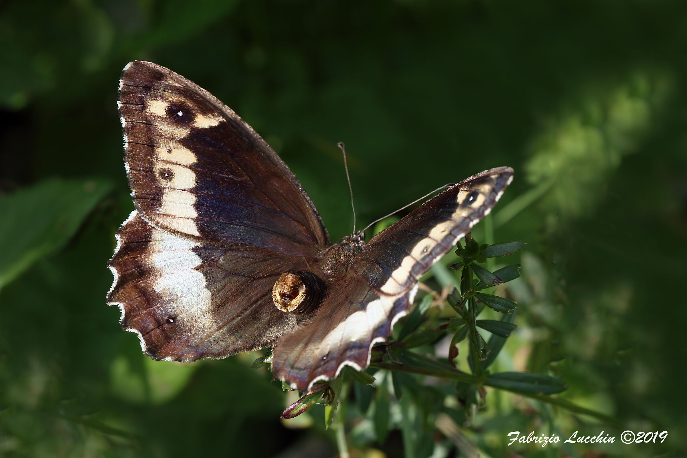 Hypparchia fagi (esemplare femmina)