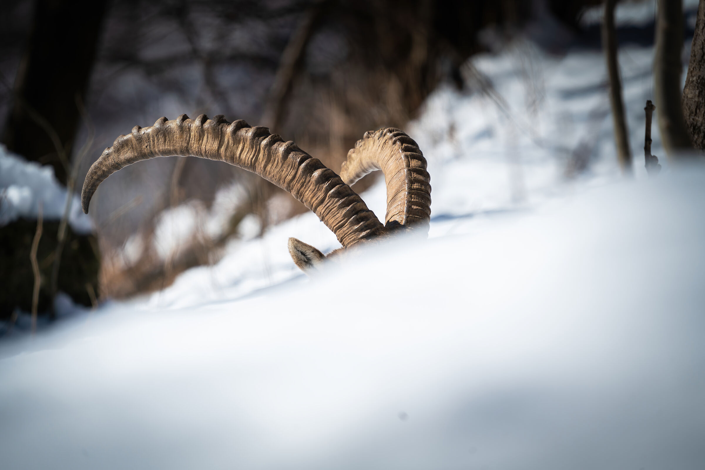 I See You - Ibex