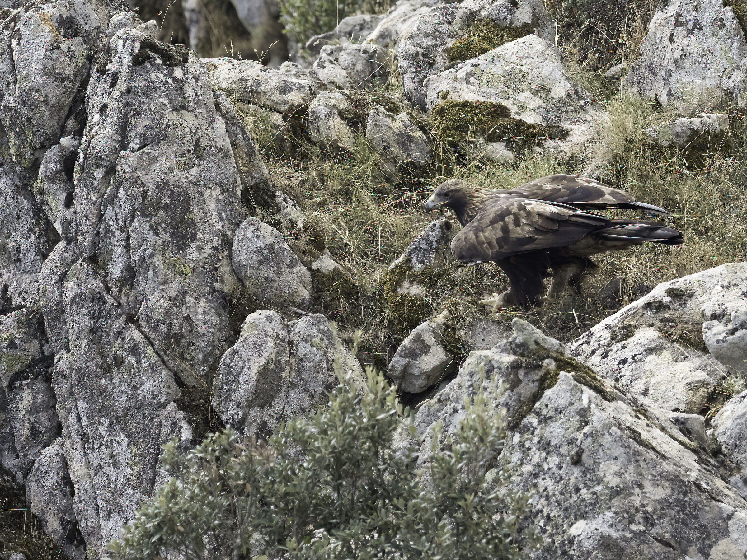 Sardinian Golden Eagle