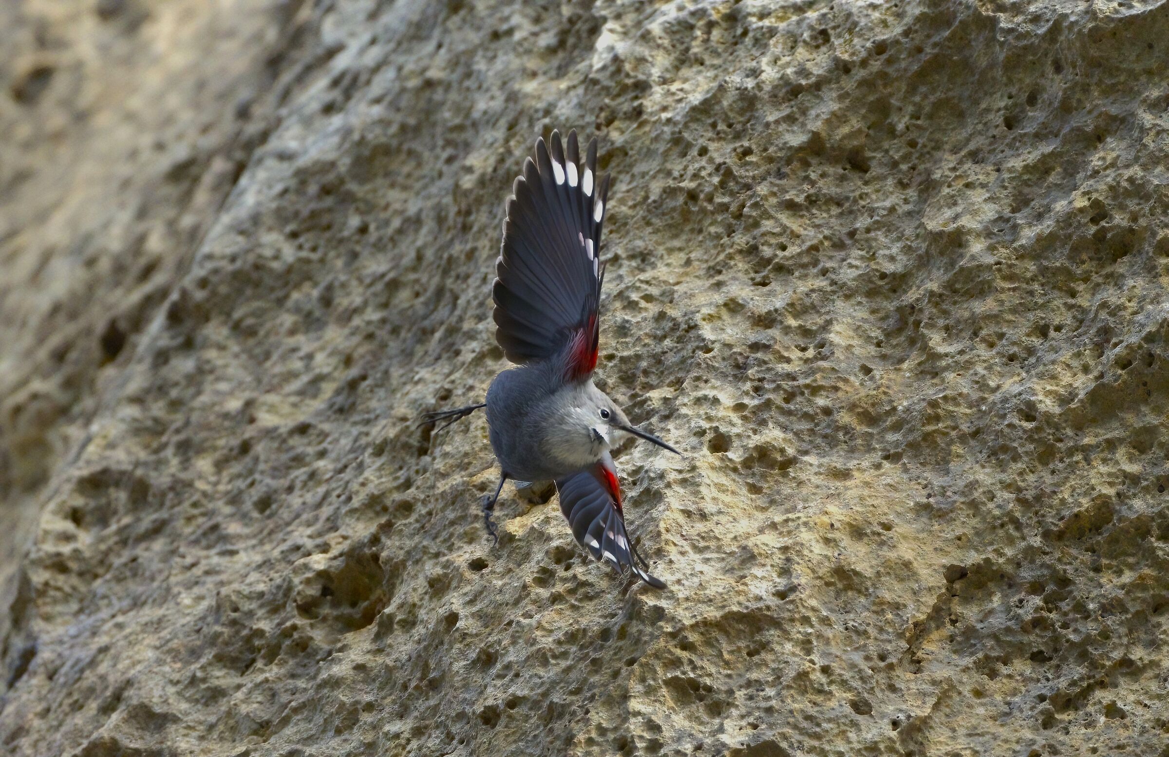 Wall Tichodroma/Wallcreeper