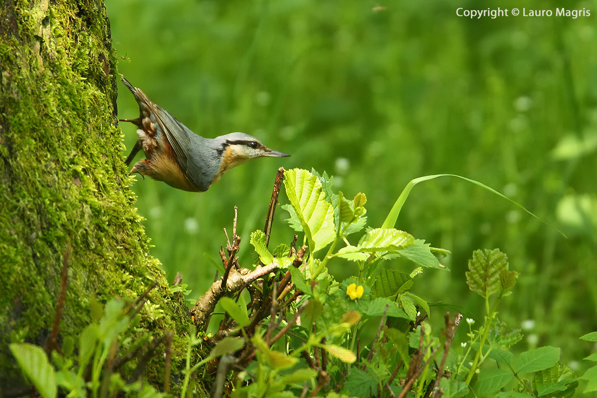 Picchio muratore ad angolo