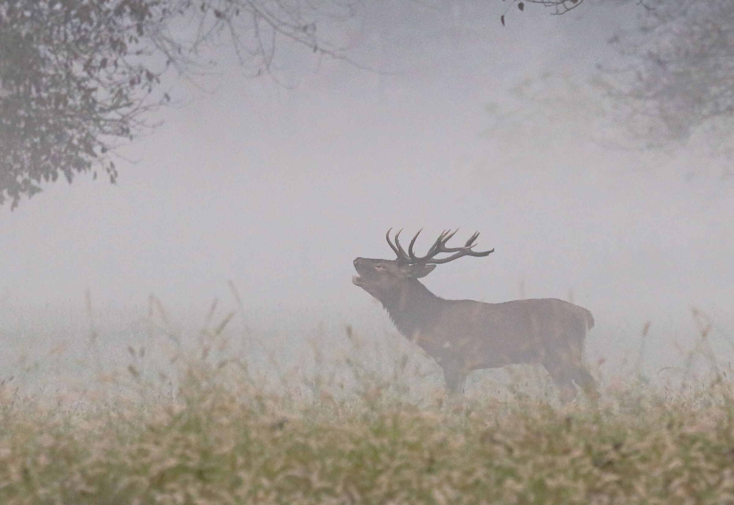 Nebbia