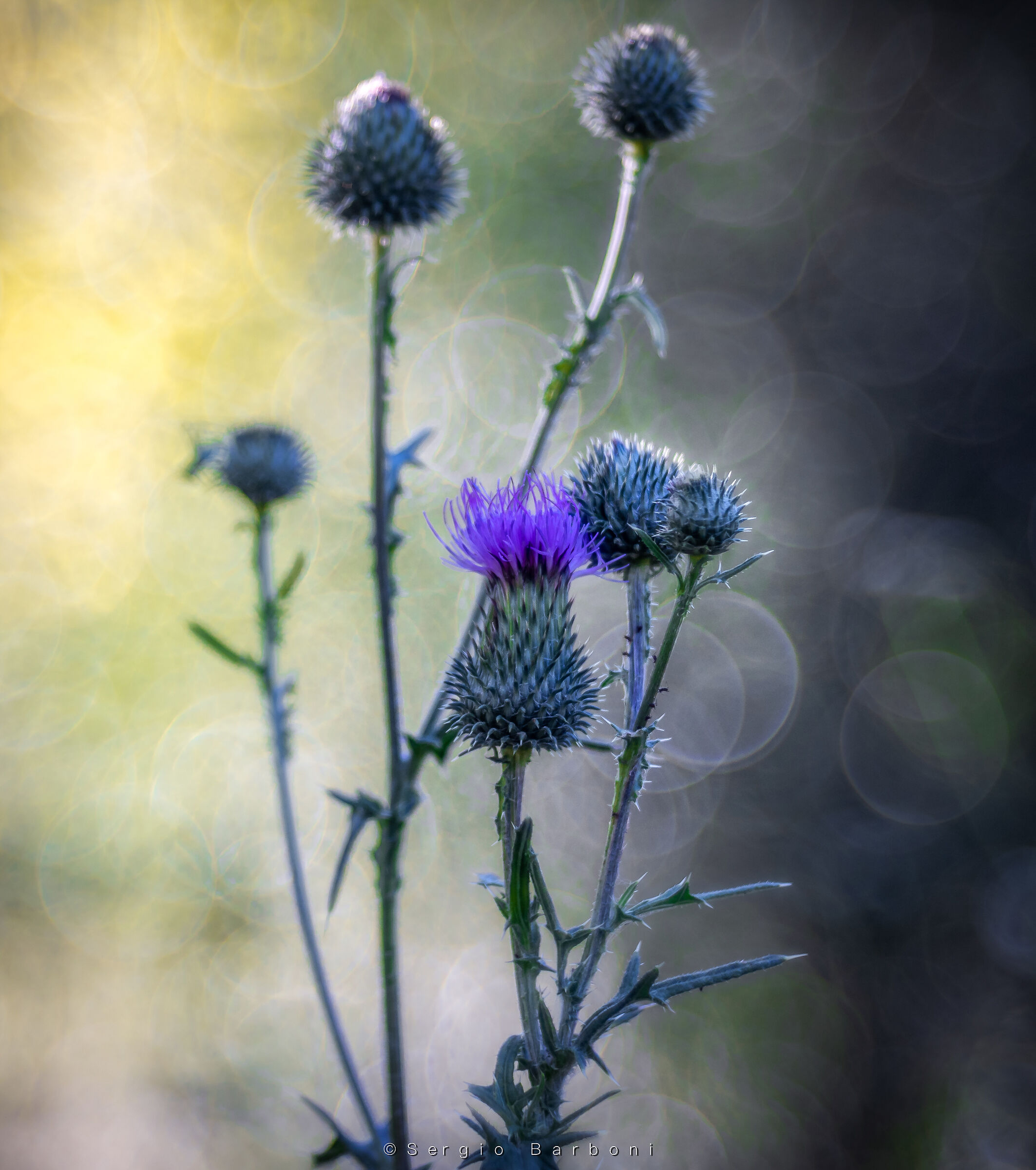 Thistles