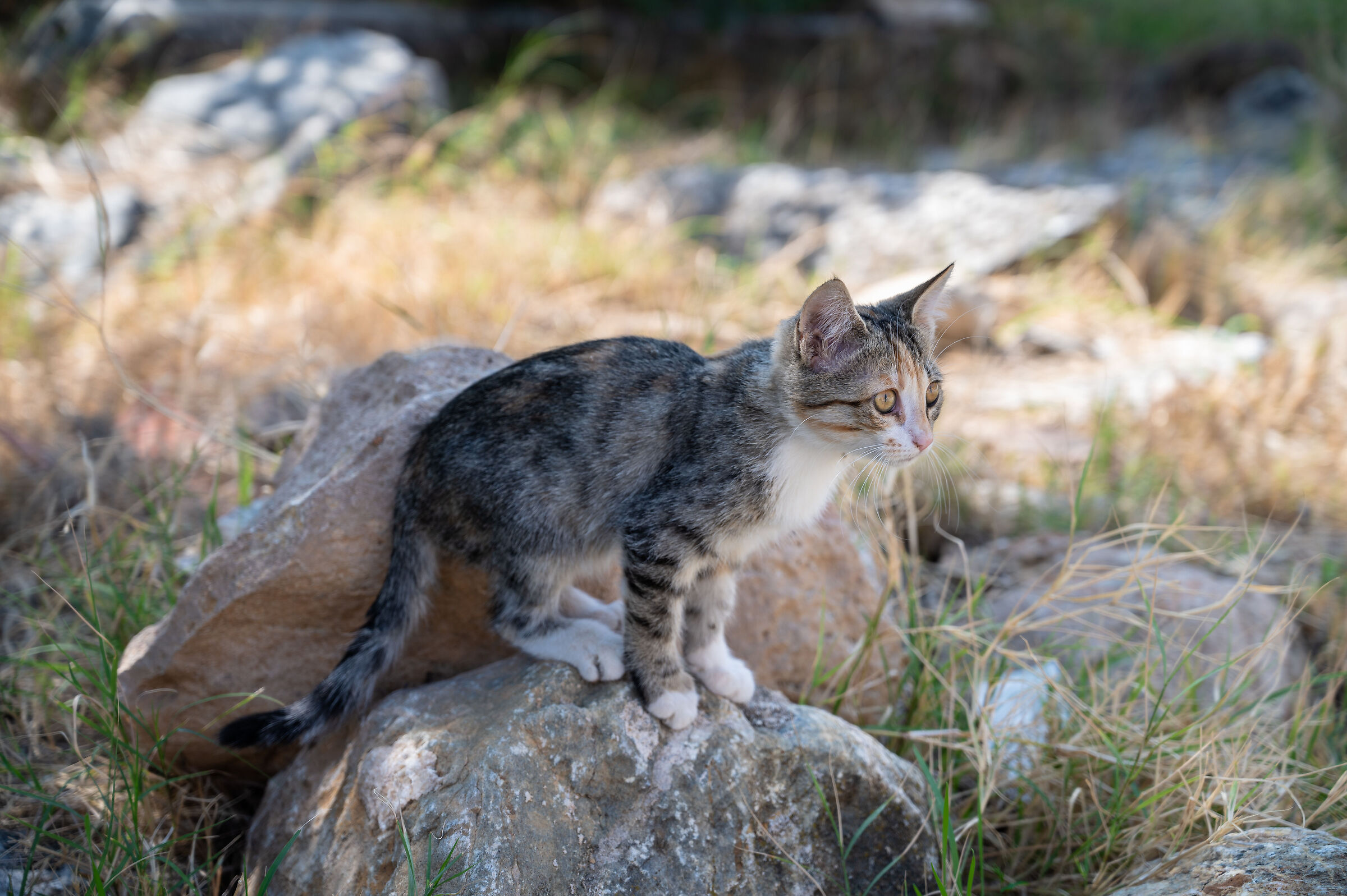 Turkish kitten in Nysa (Turkey)