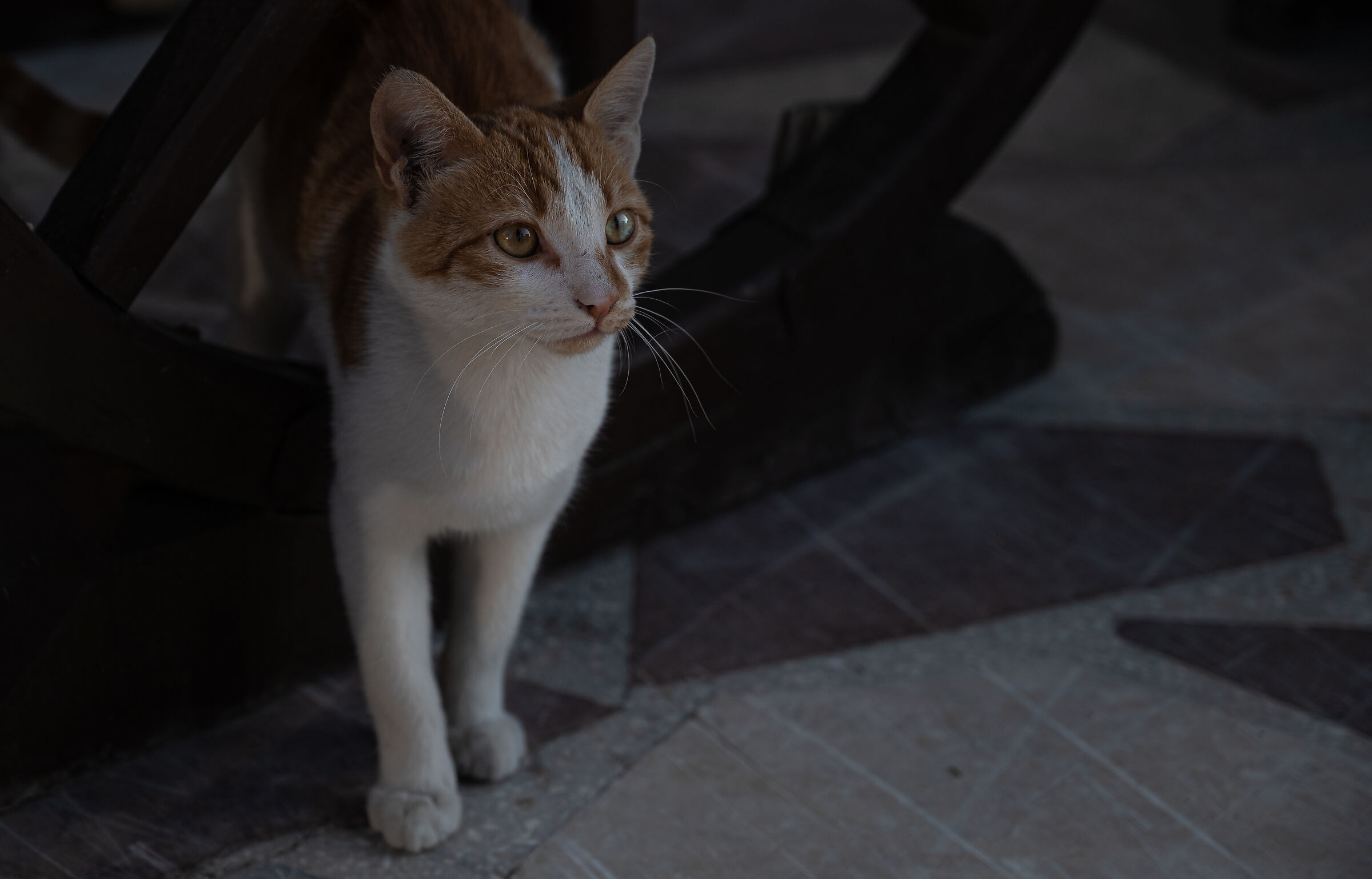 Kitten in Pamukkale (Turkey)