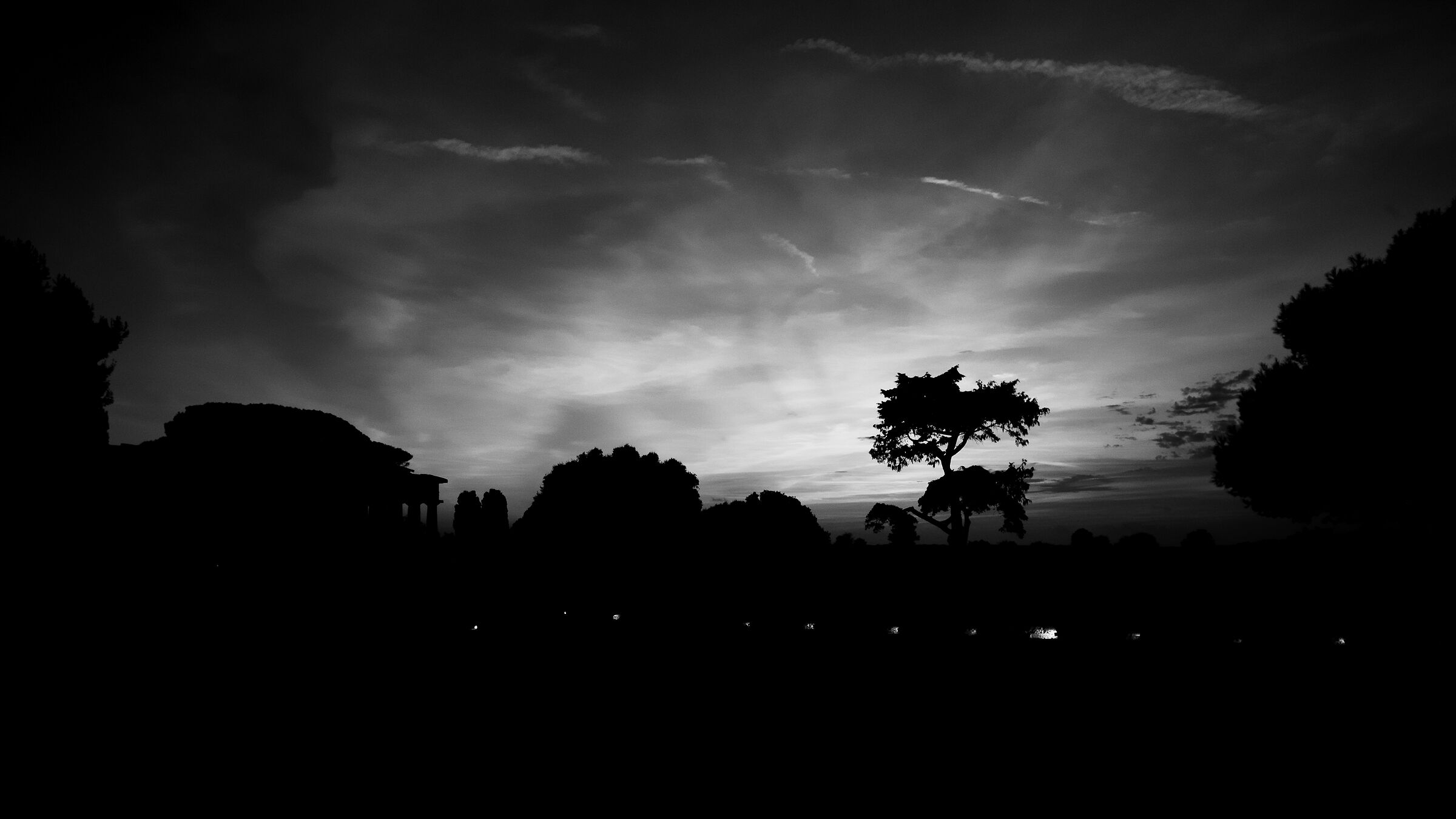 Evocative Silhouette among the Timeless Trees