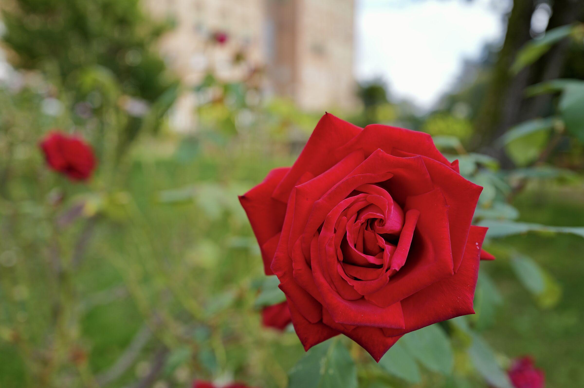 Magnificent Rose
