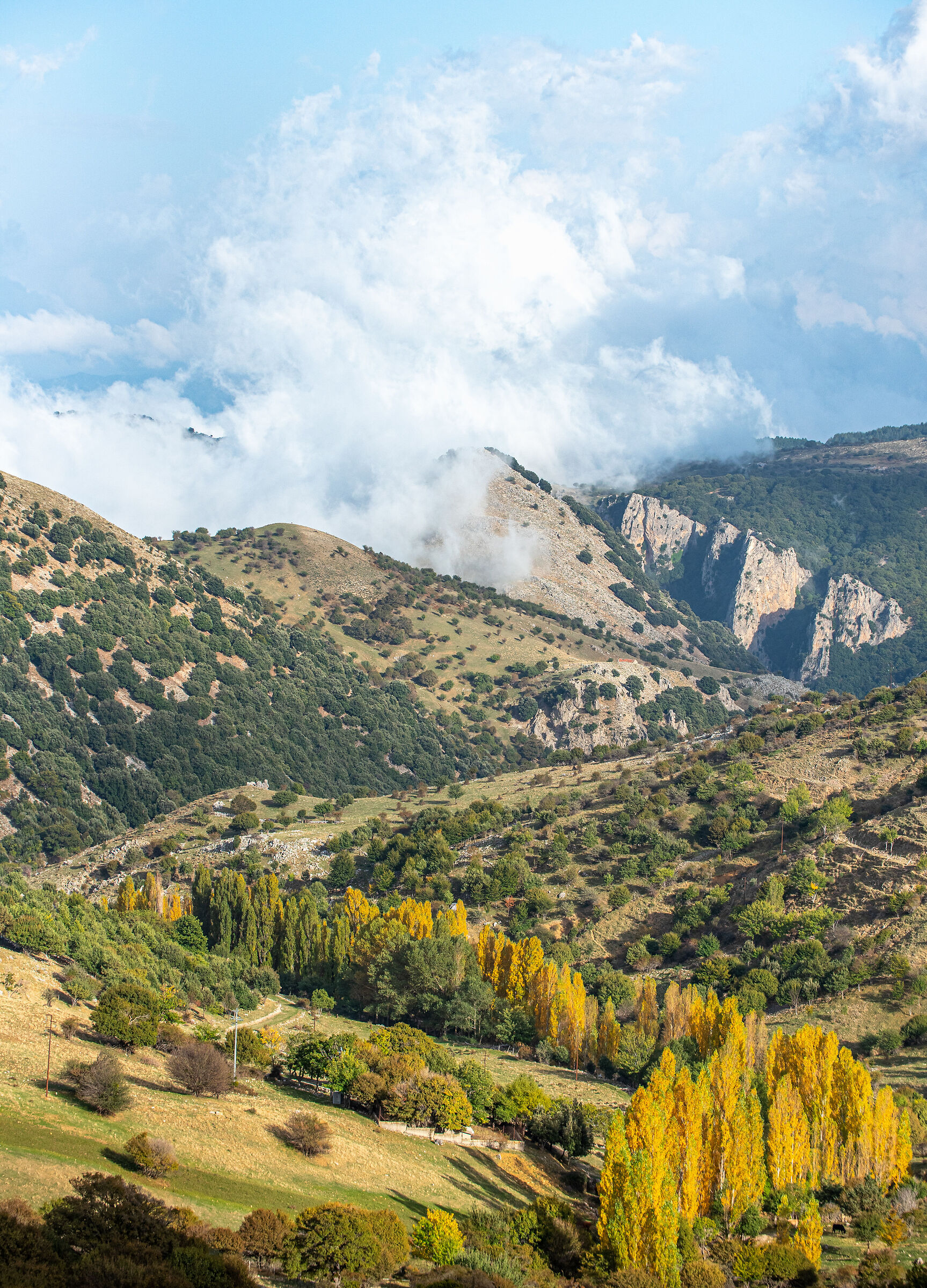 Fairytale scenery with poplars in single file