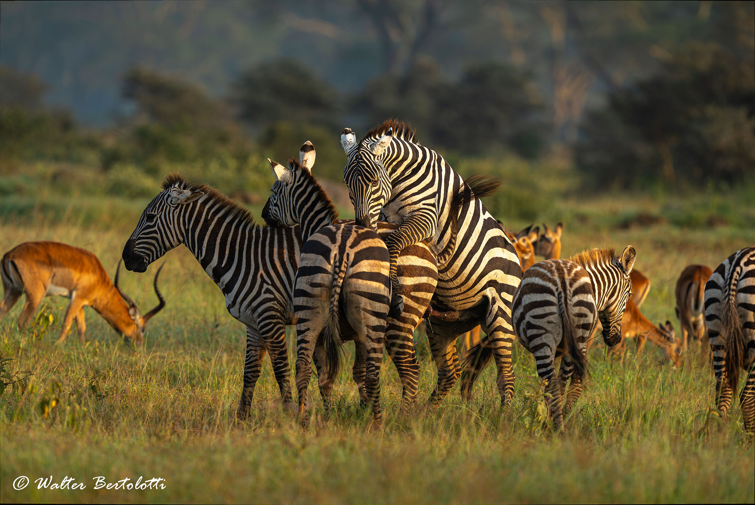 Socializzazione nella savana