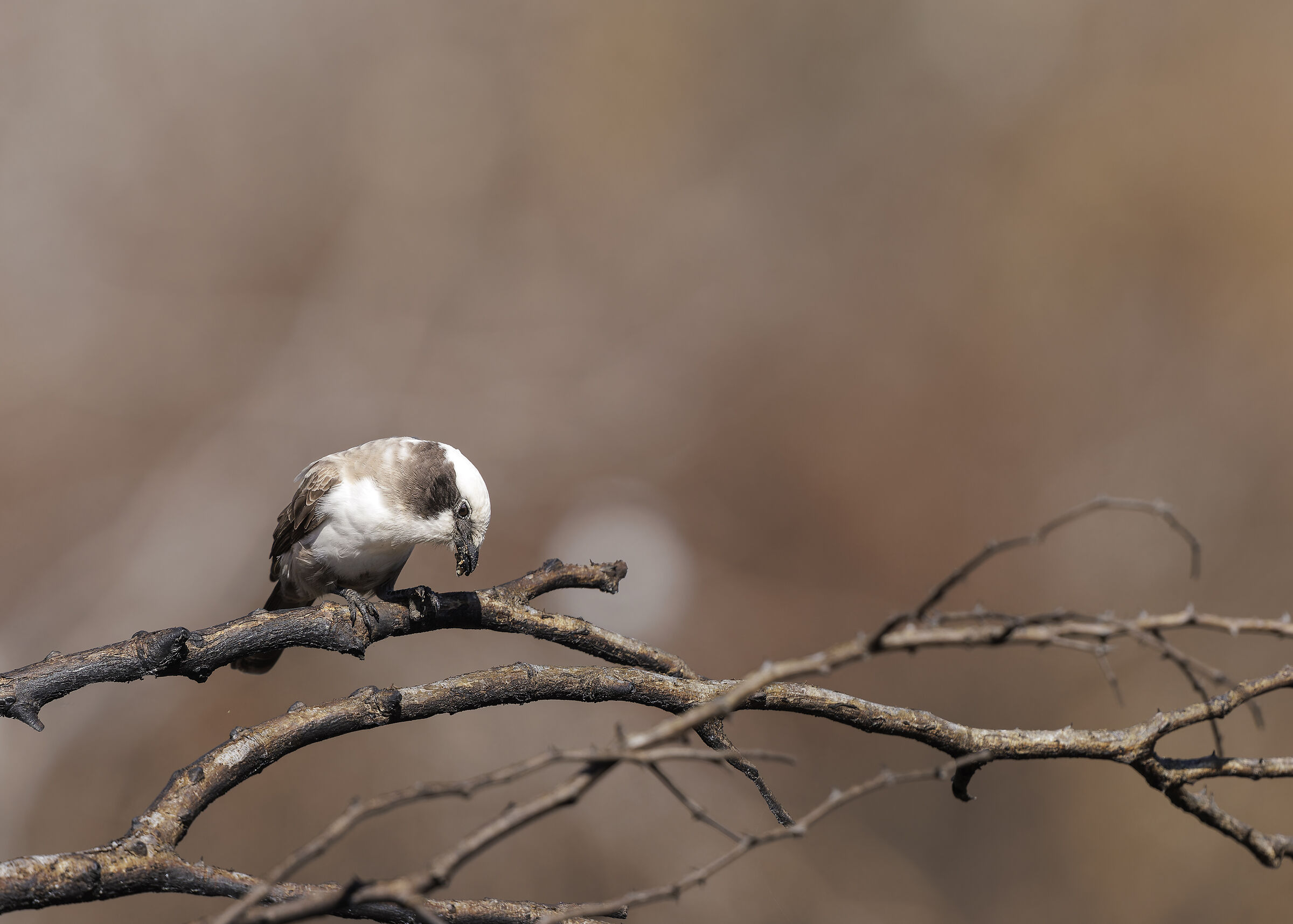 Southern white-crowned shrike