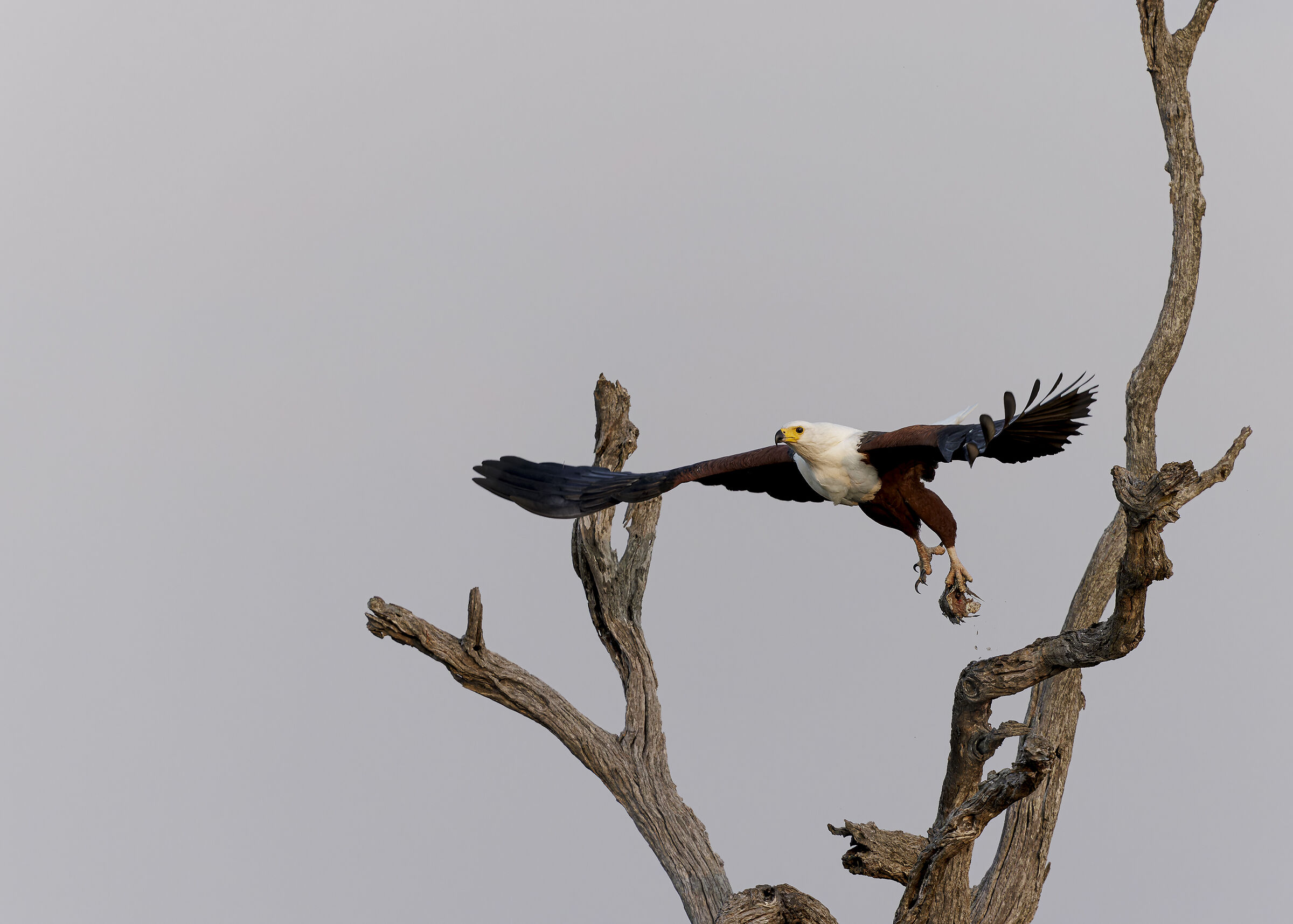 African fish eagle