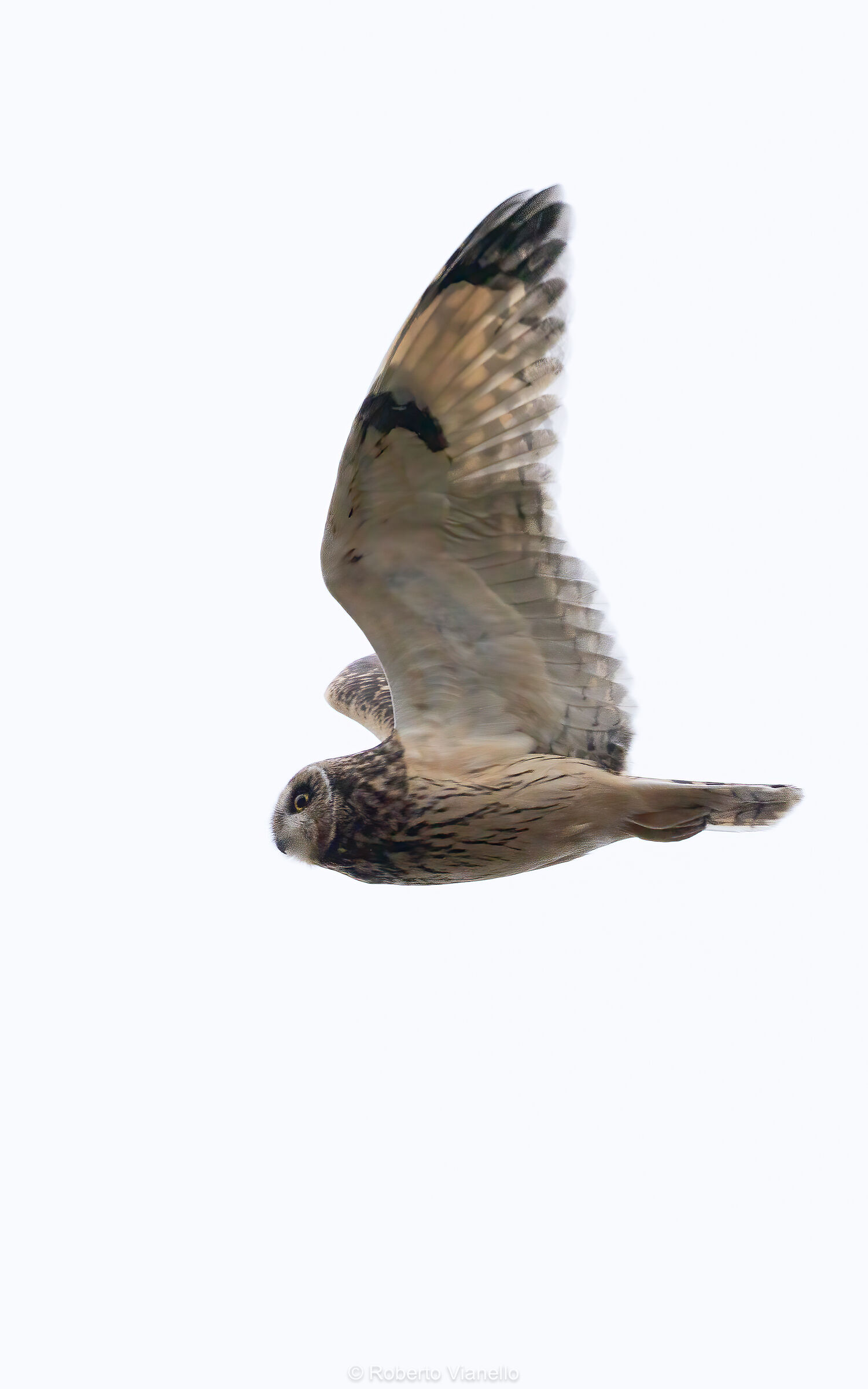 Gufo di palude (Asio flammeus)