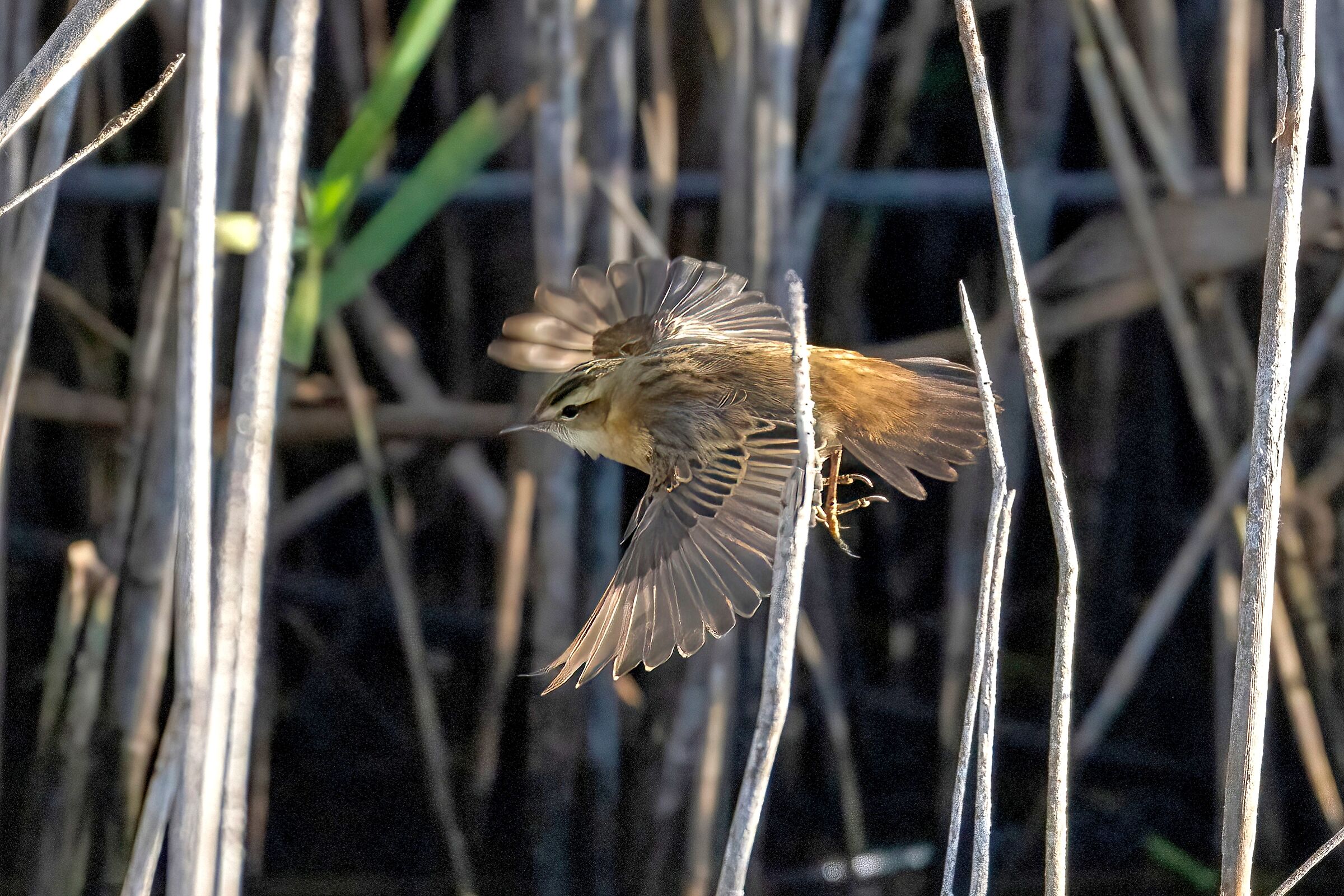 Flying through the reeds... Common warbler