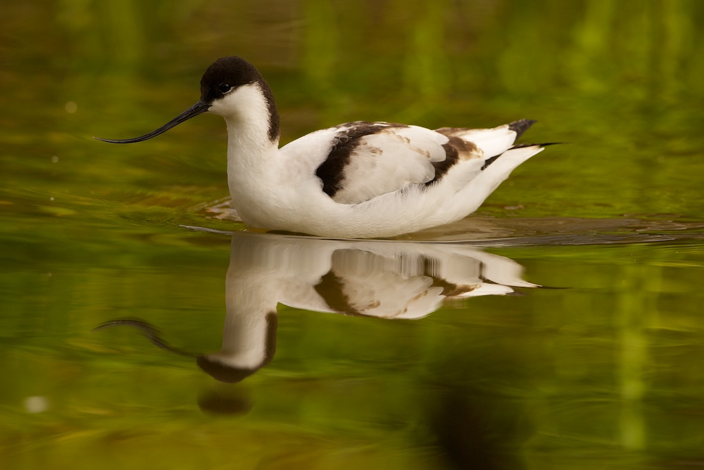 Avocetta
