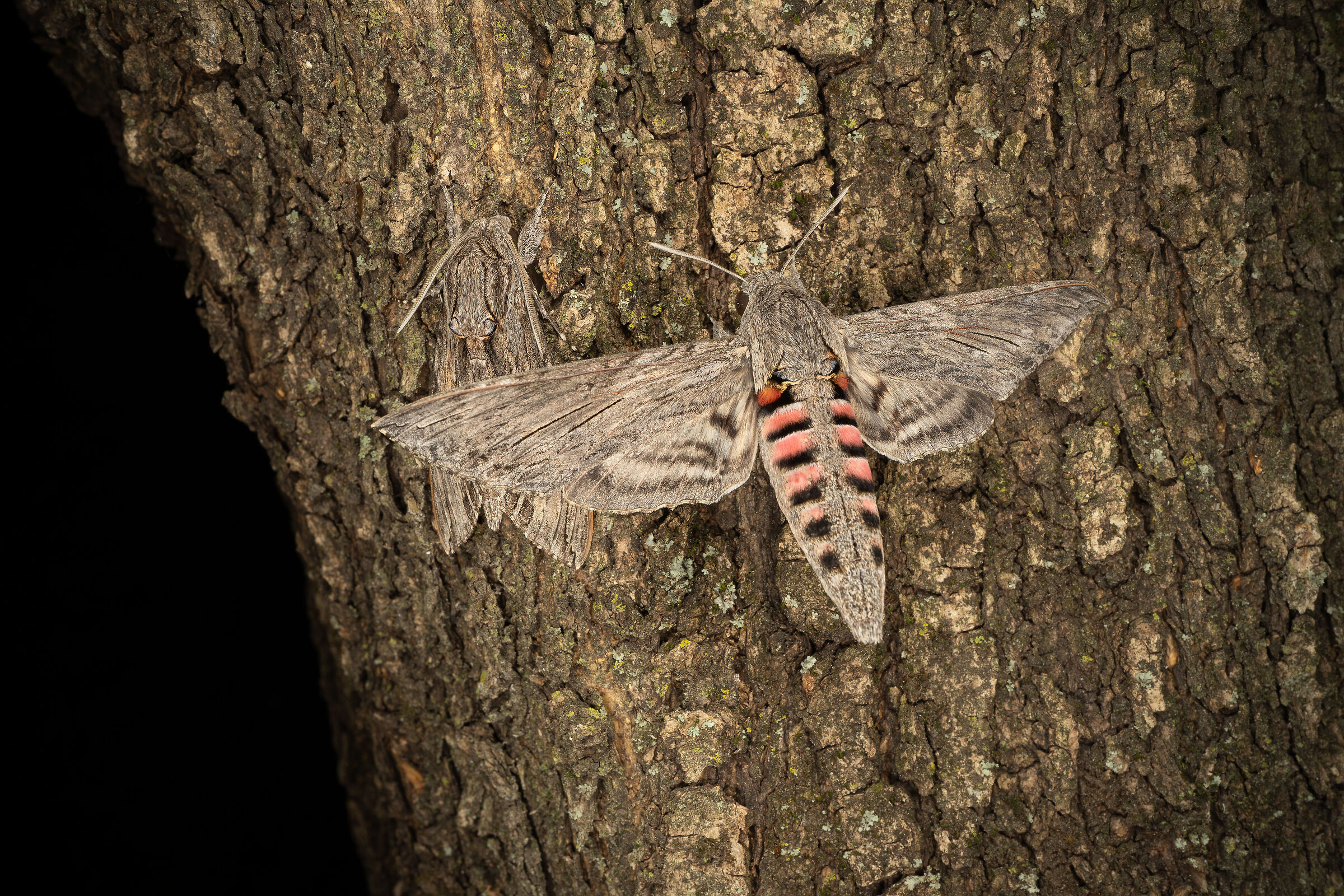 Notti di fine estate