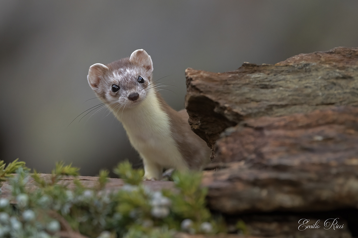ermine-beginning of winter moulting-