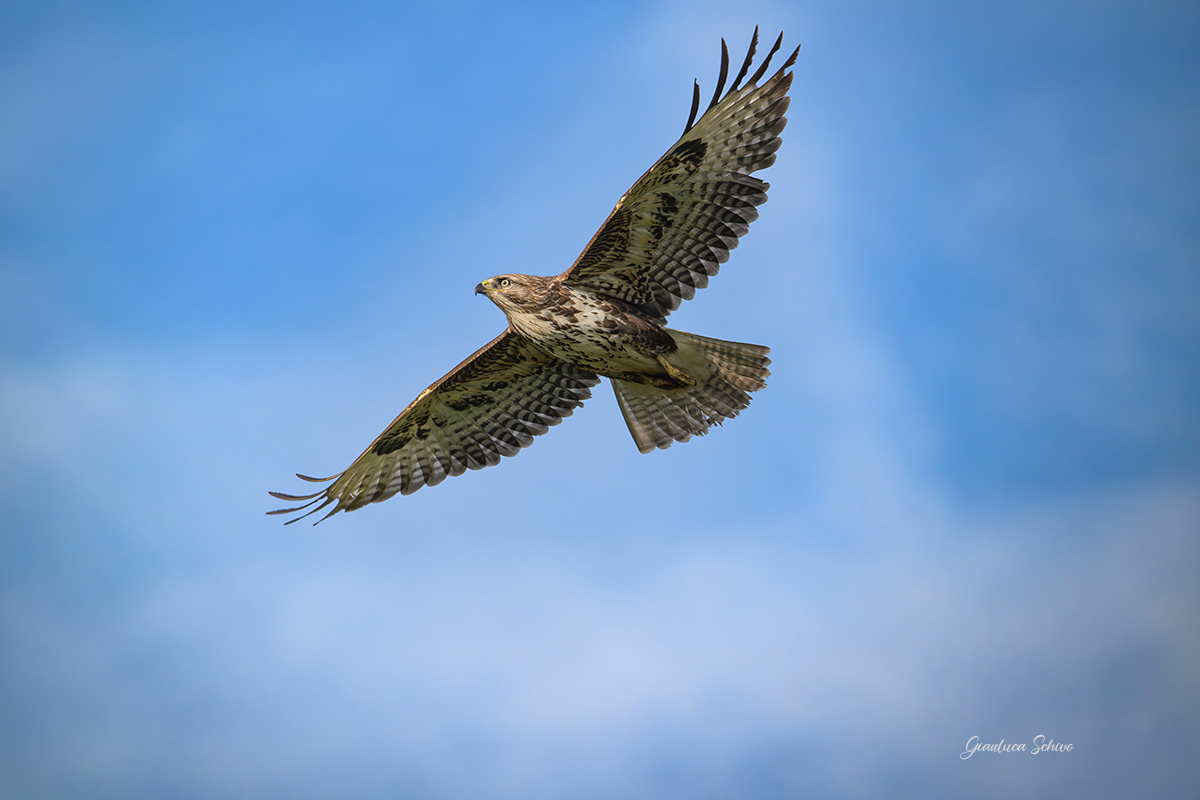 buzzard