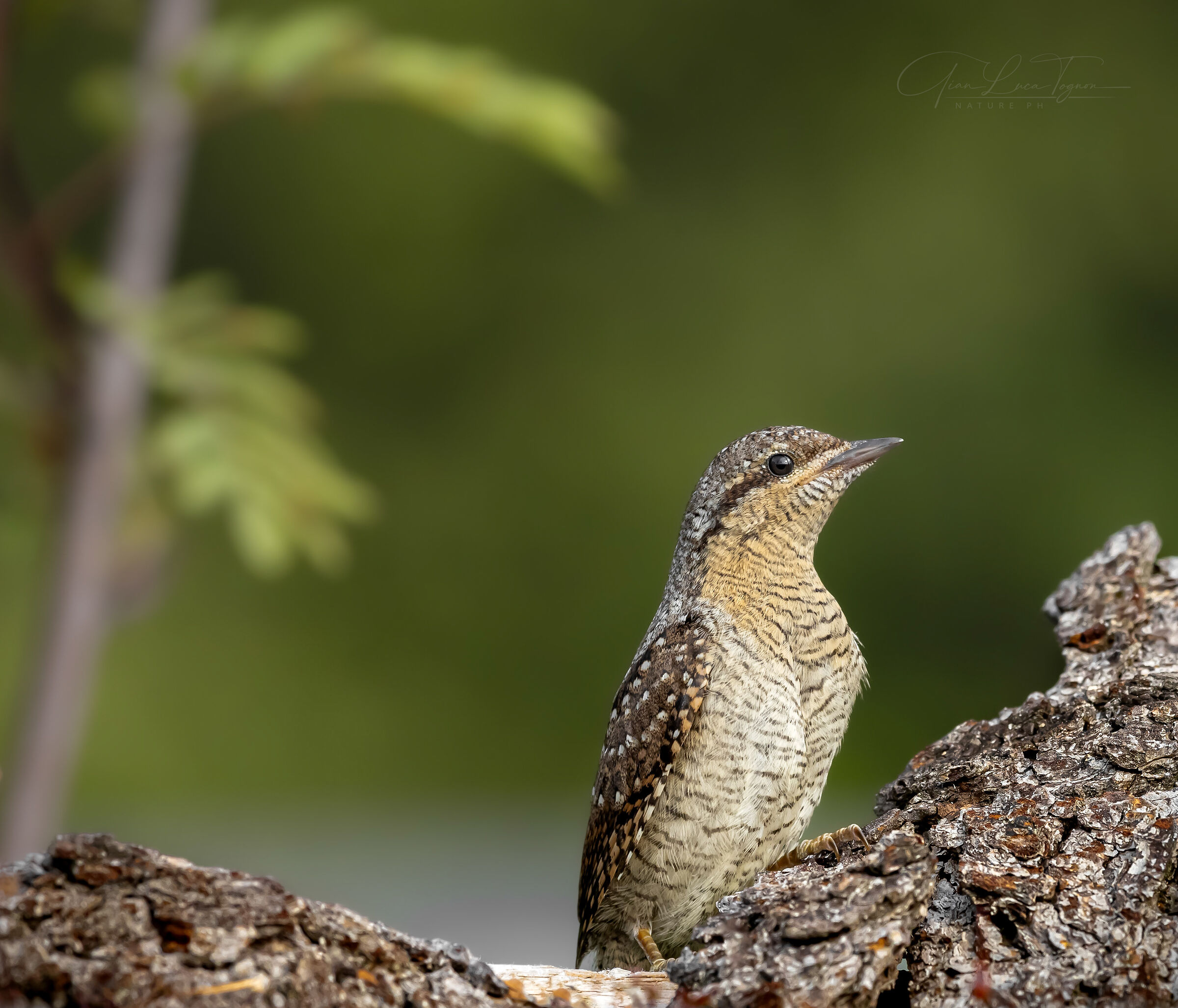 Devi imparare a vedere quello che guardi. (C. Paolini)