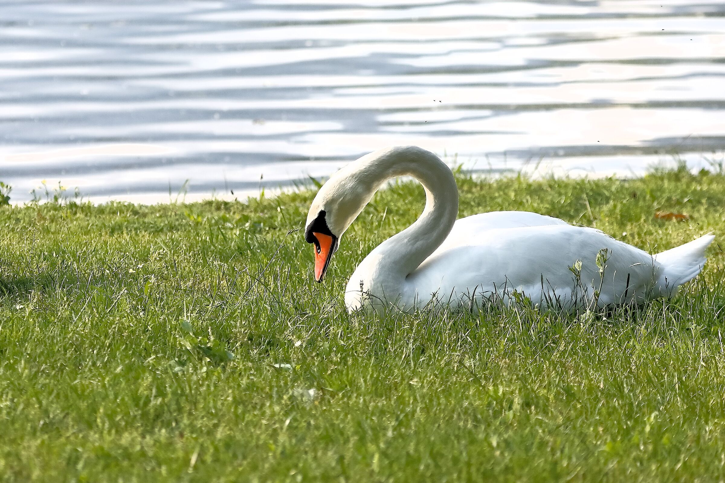 Cigno 15 maggio 2023