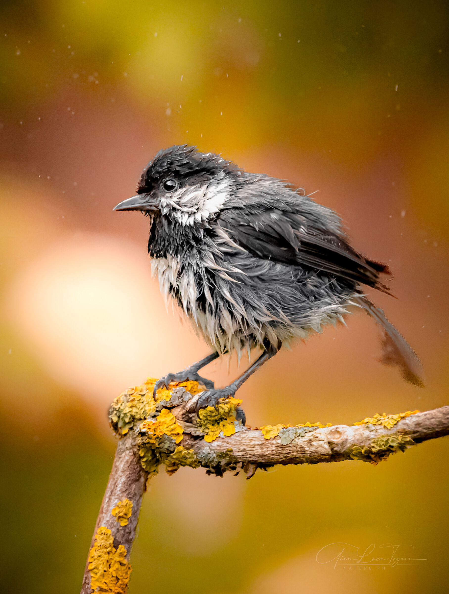 un pizzico di refrigerio, quello del bagno ristoratore