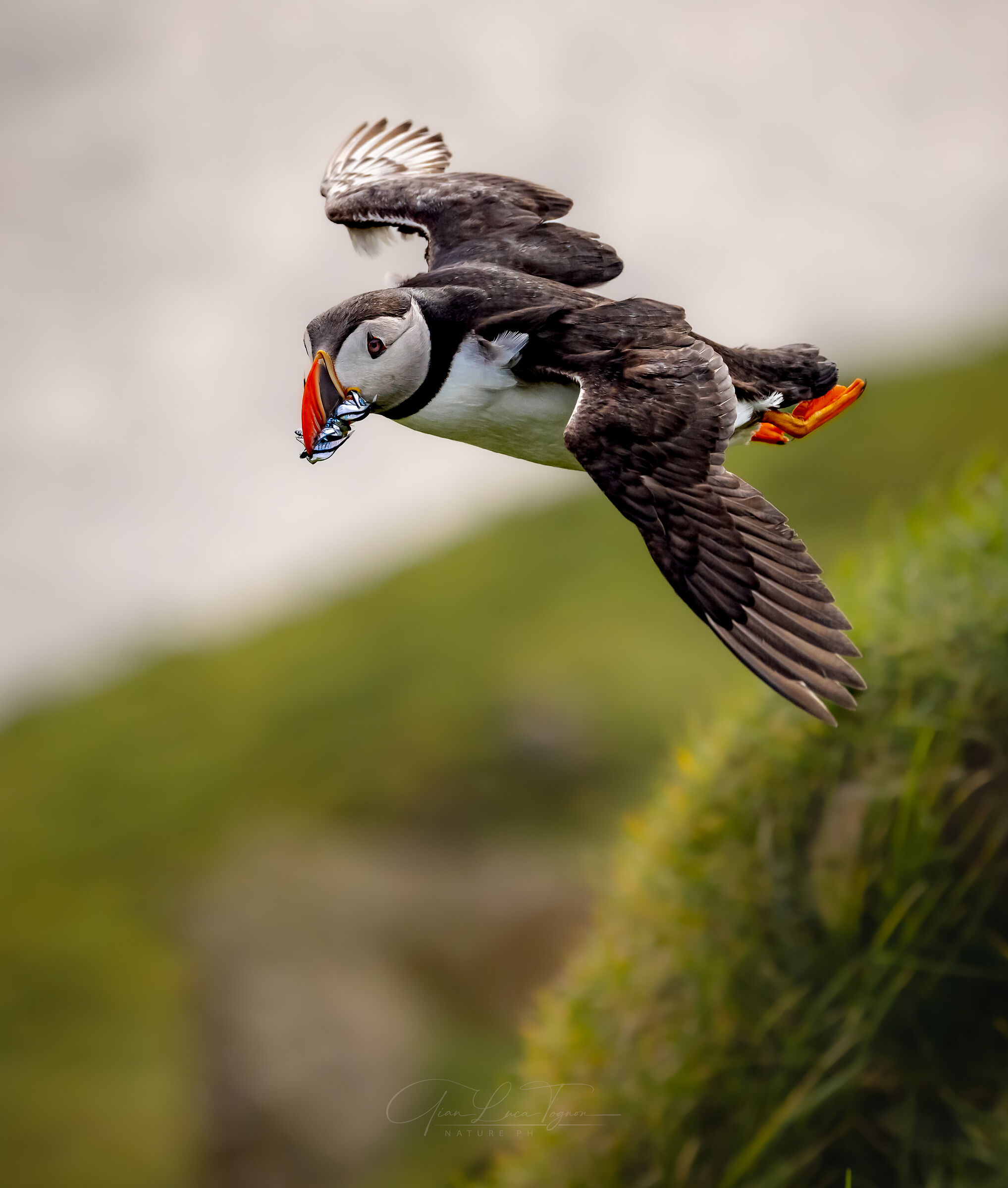 Vola solo chi osa farlo (Luis Sepúlveda)