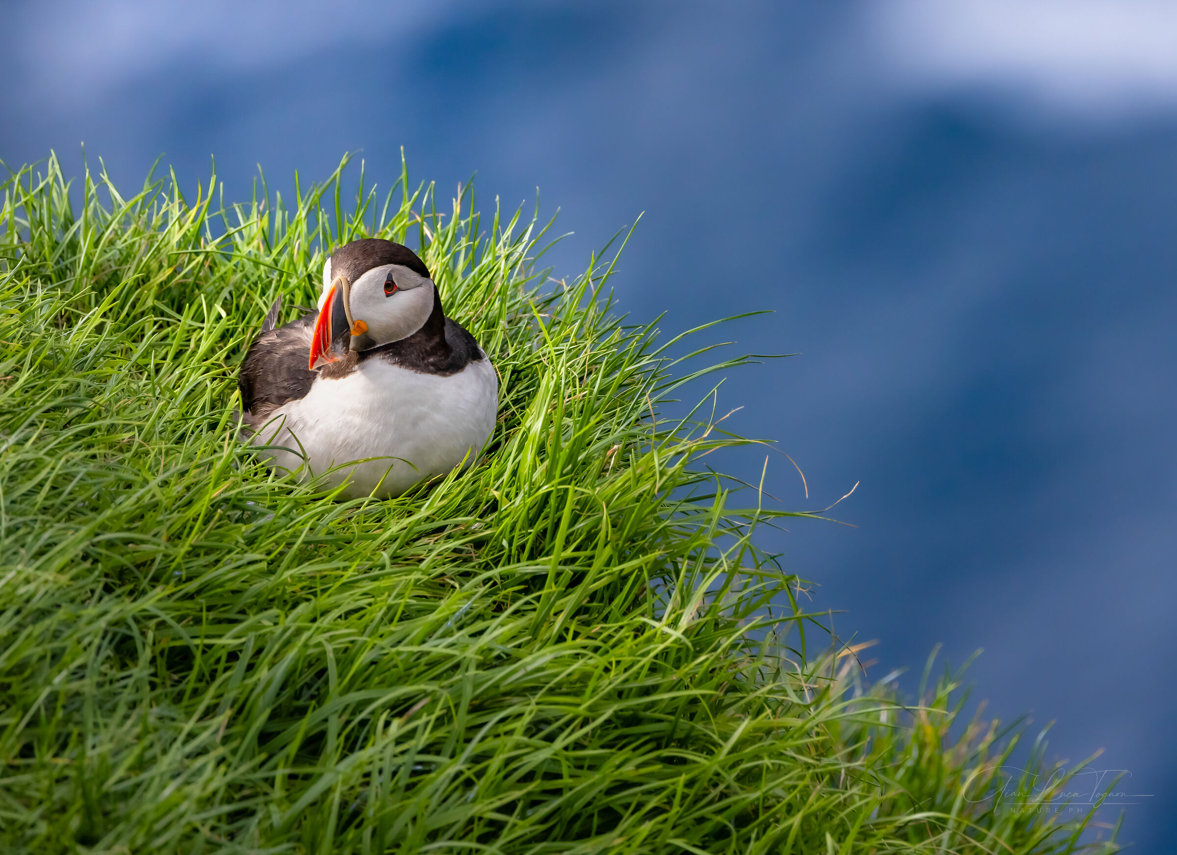 tra l'erba e il mare | between grass and sea