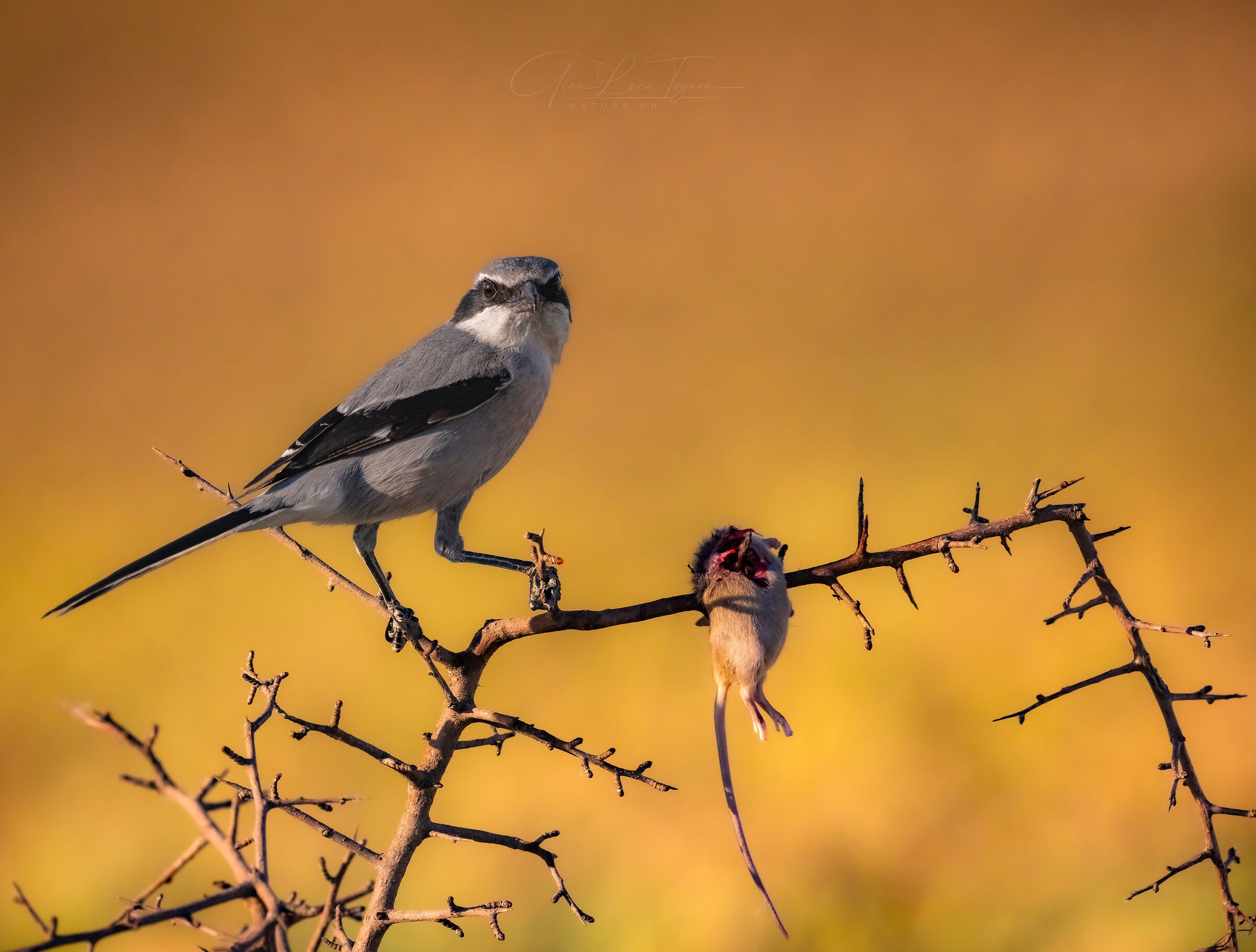 Il cielo, al tramonto, sembrava un fiore carnivoro.