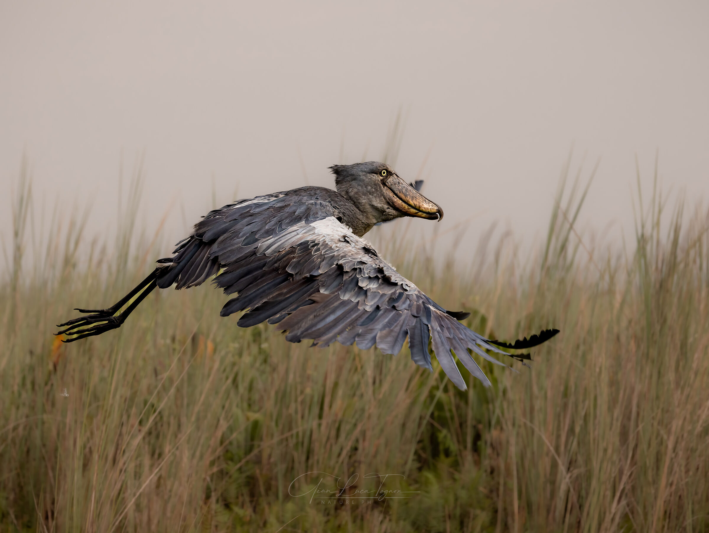 lo sguardo acceso di chi ha già potuto dare un'oc...