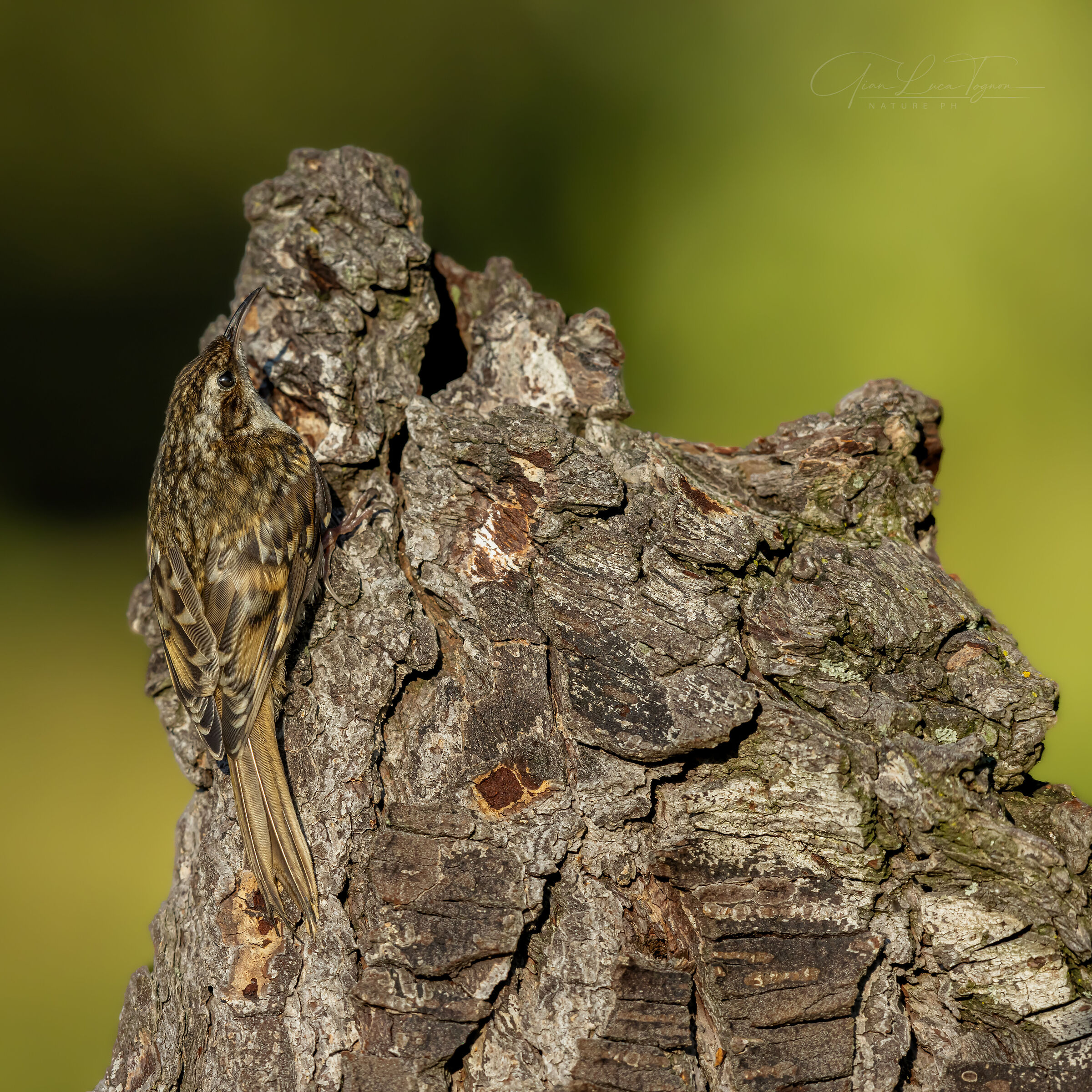 pezzo di legno | piece of wood
