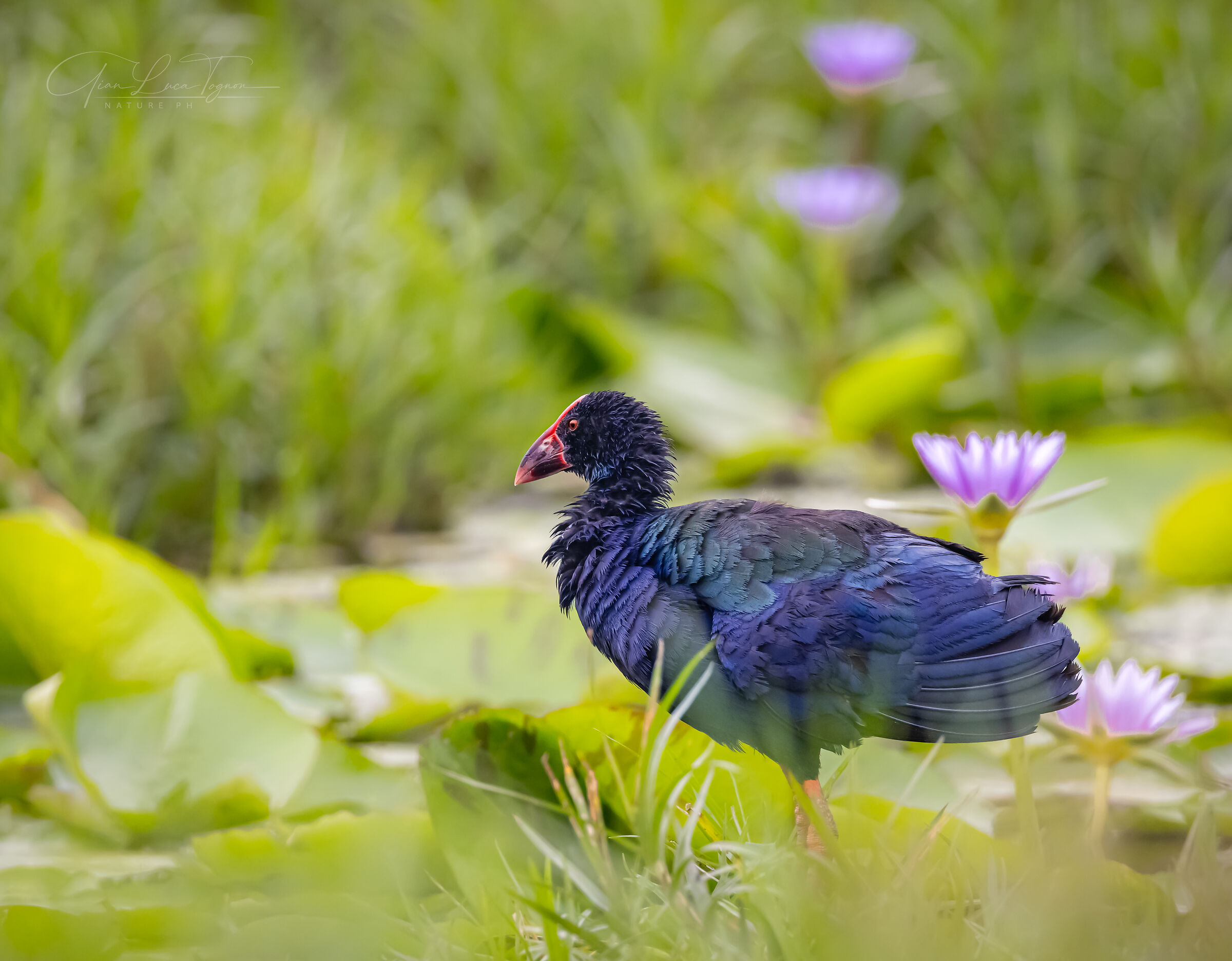 piume d'Uganda | Uganda feathers
