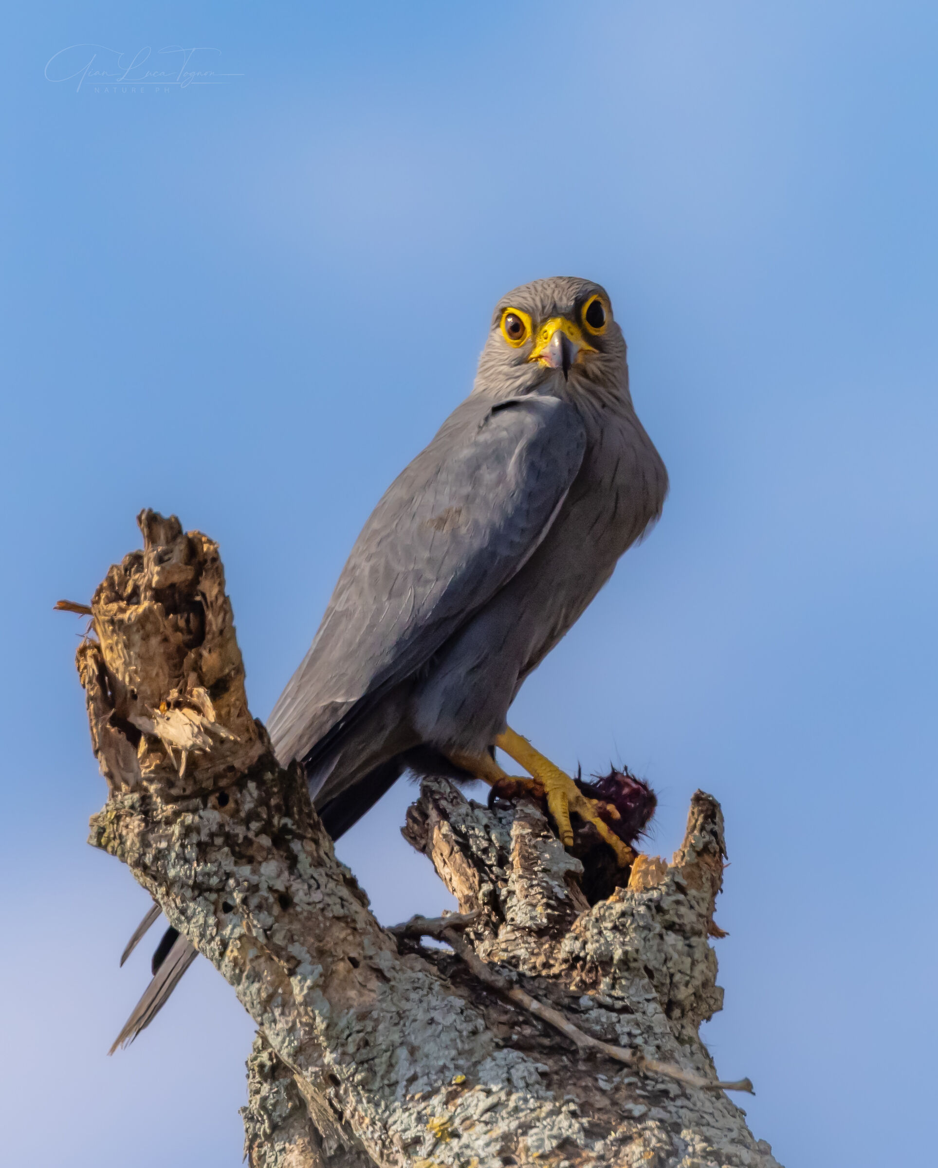 Forse un predatore non è fatto per cacciare?