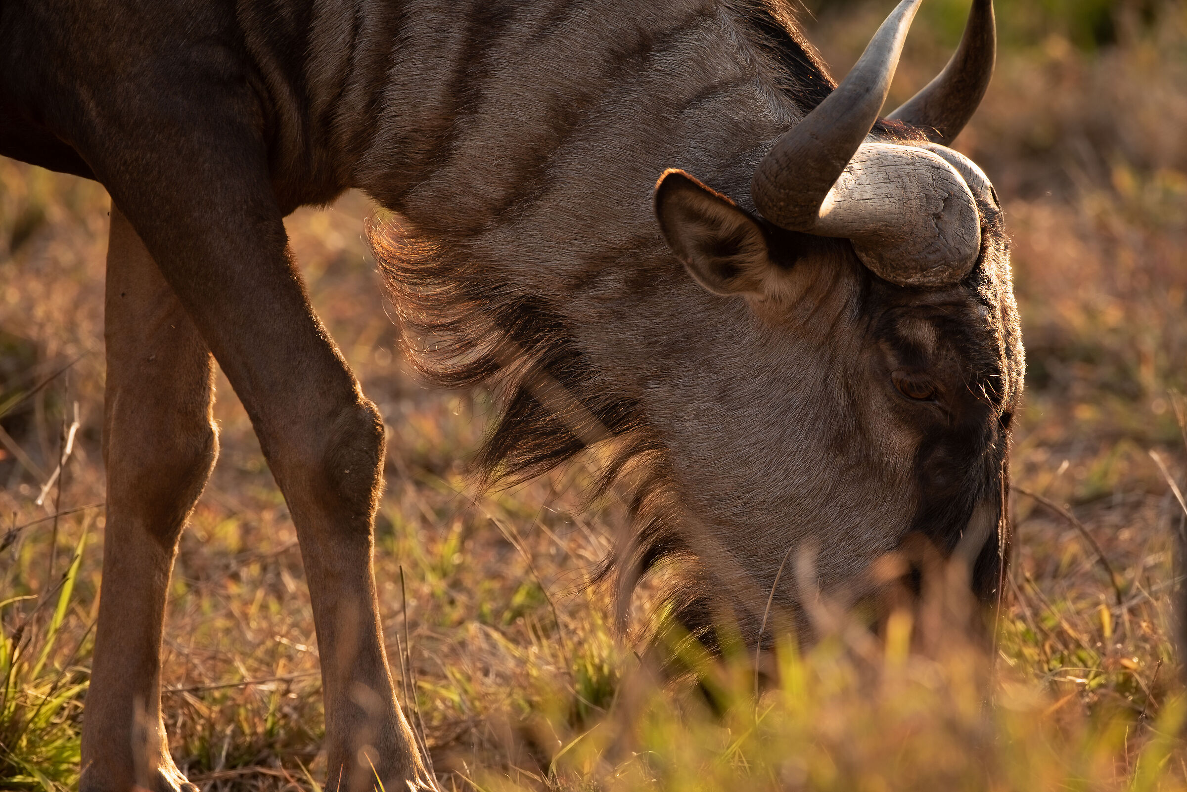 gnu