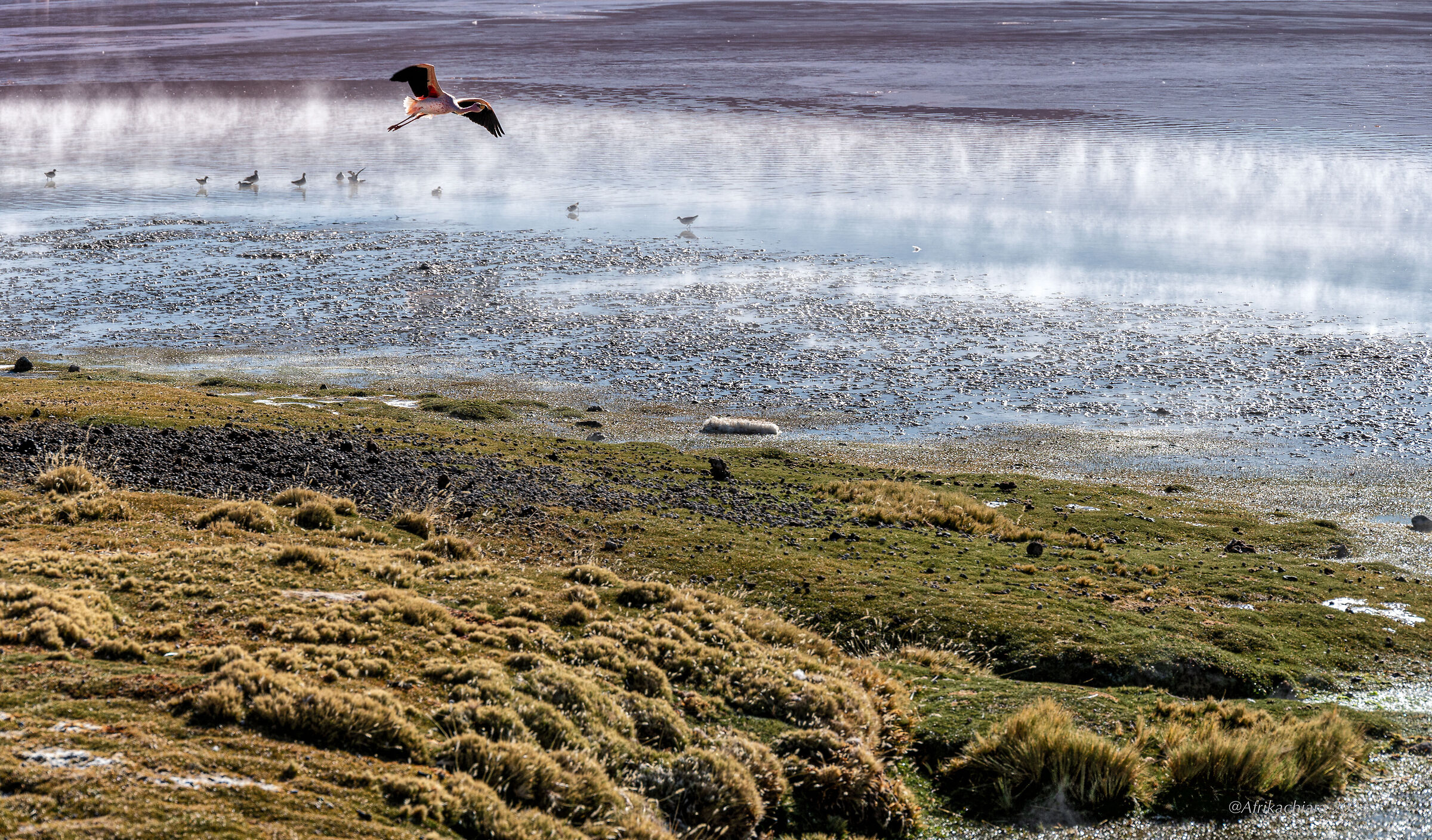 Laguna Colorada - Flamingo in flight