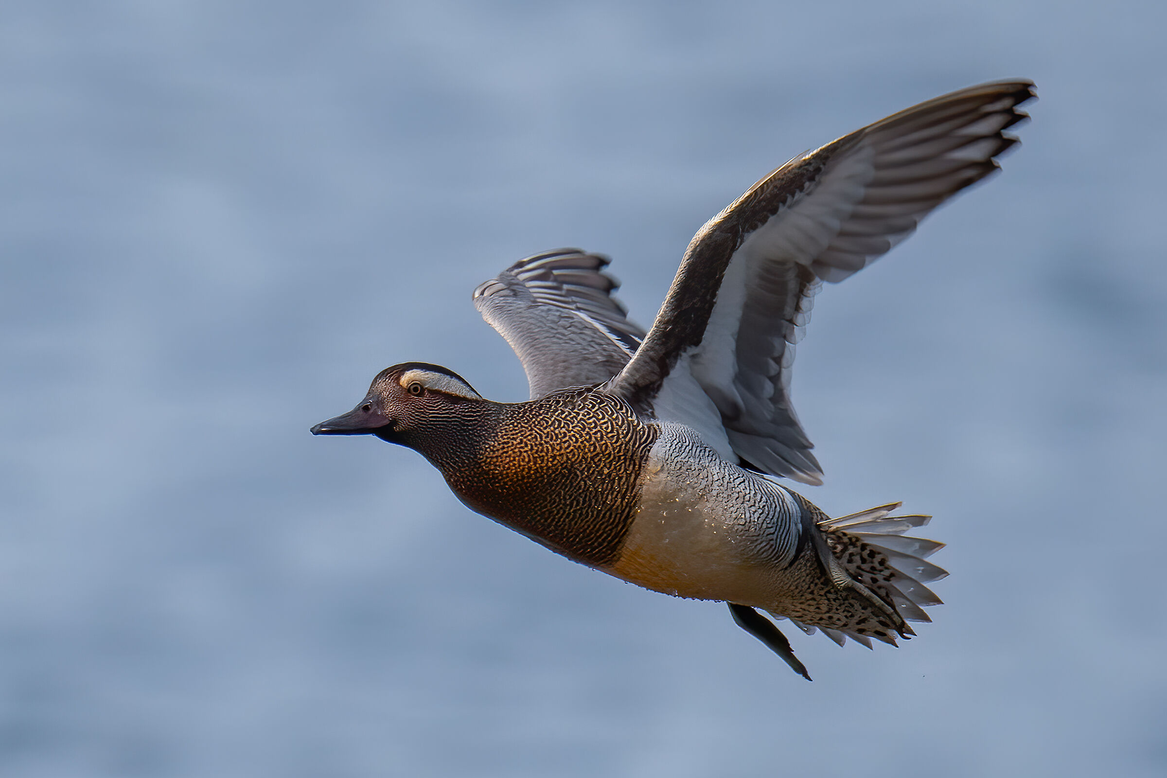 Marzaiola(Spatula querquedula)