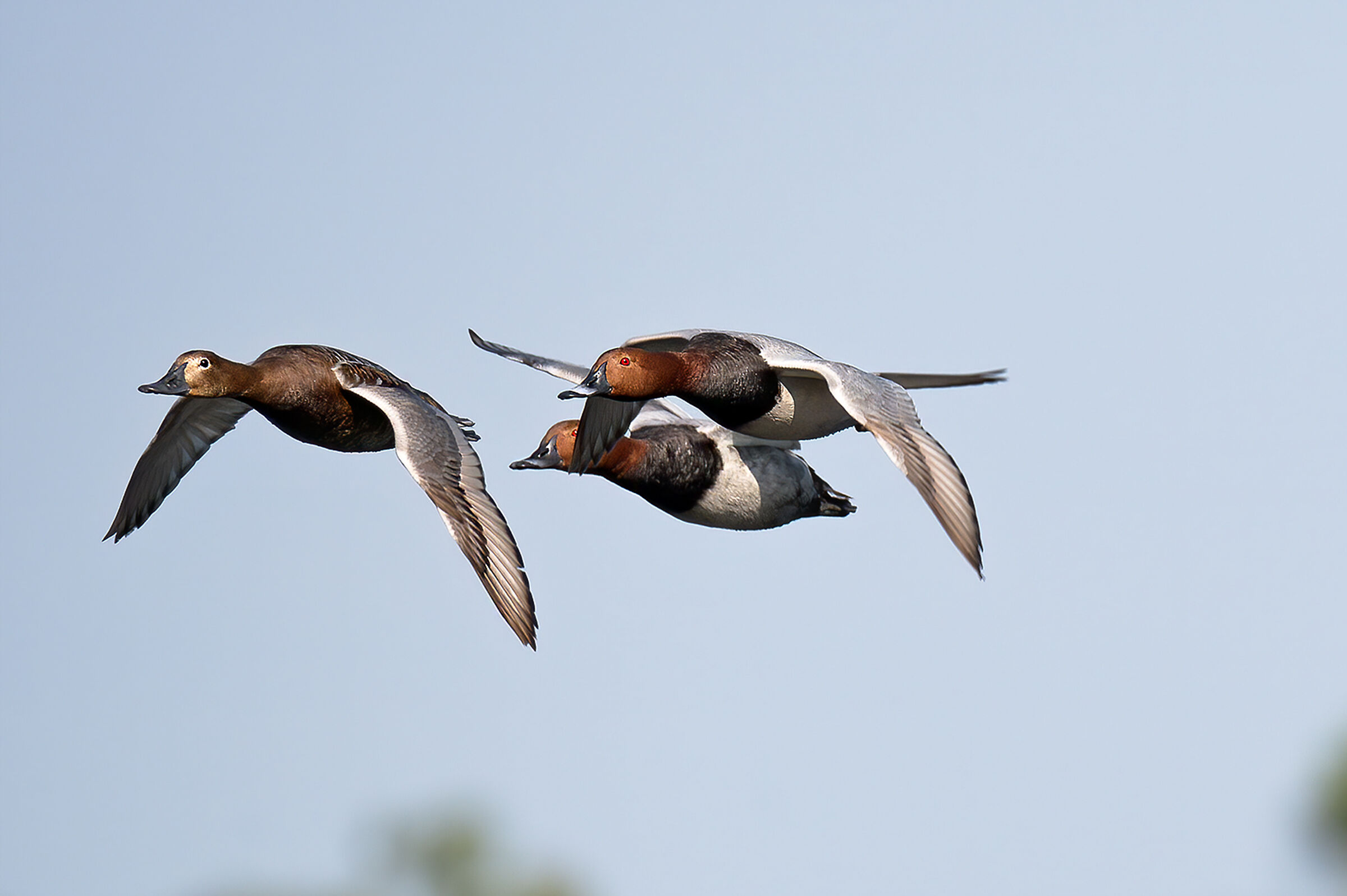 Moriglione(Aythya ferina)