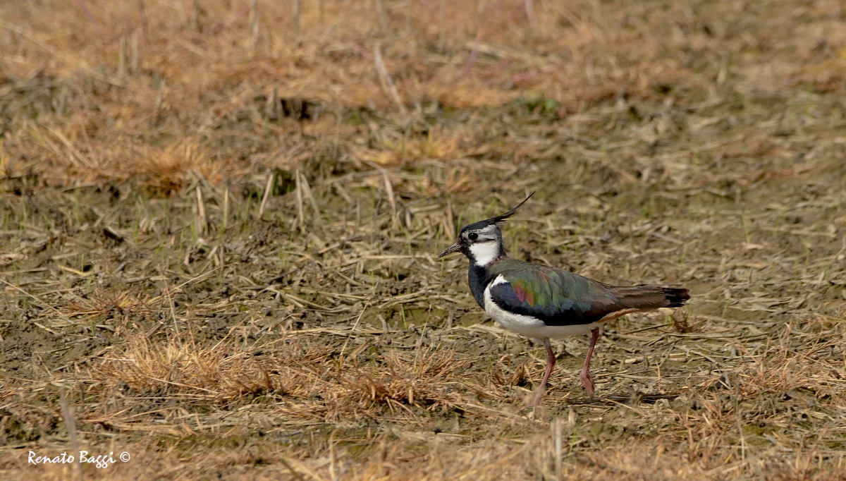 Lapwing