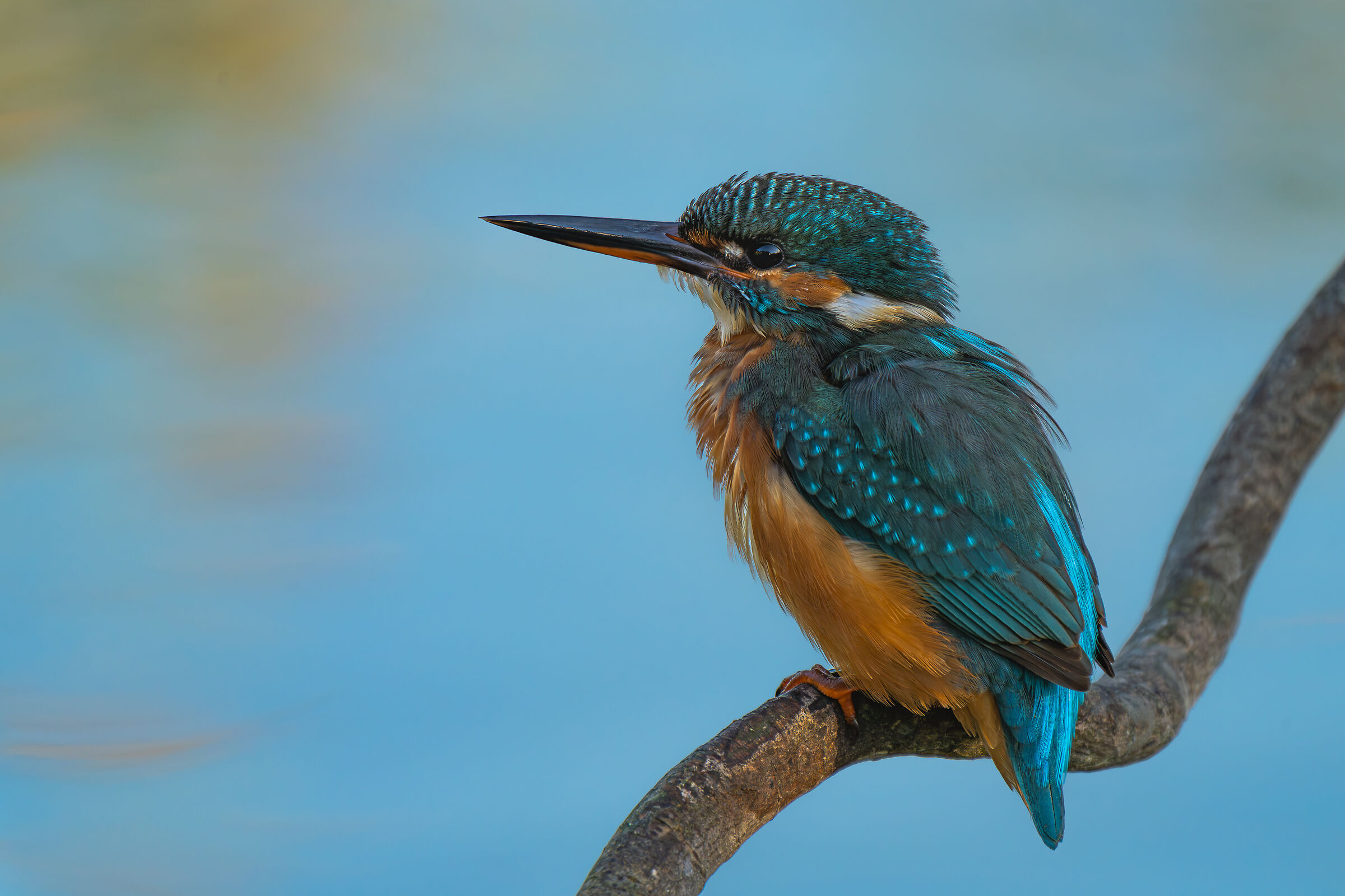 kingfisher