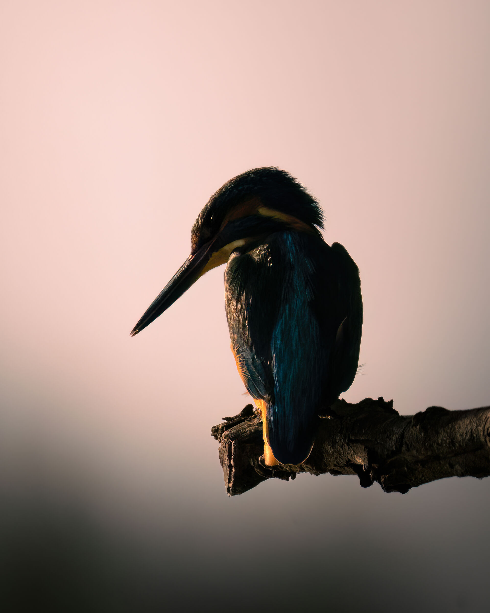 Kingfisher at sunset