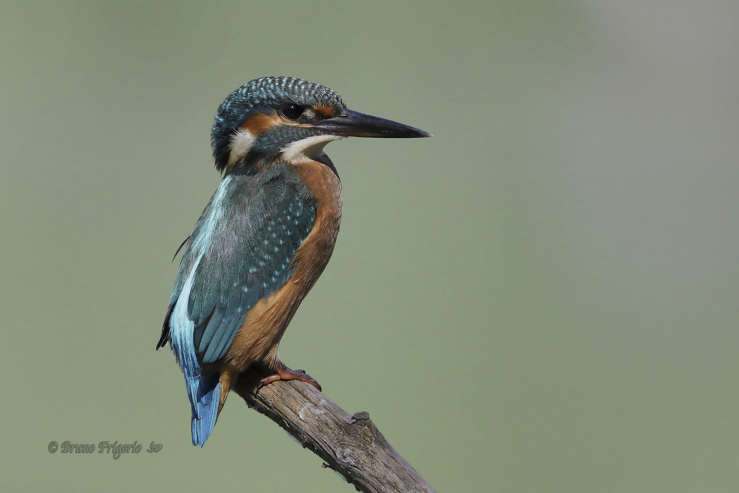KINGFISHER