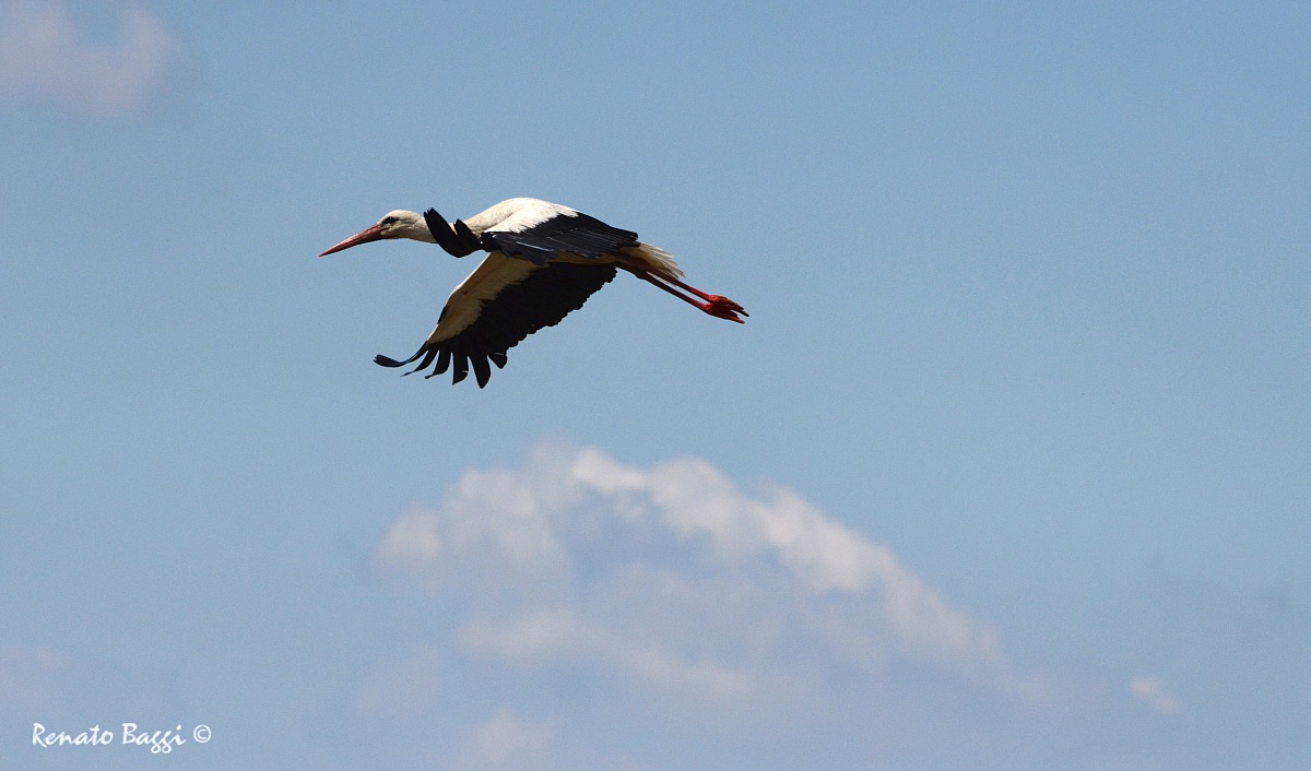 Stork