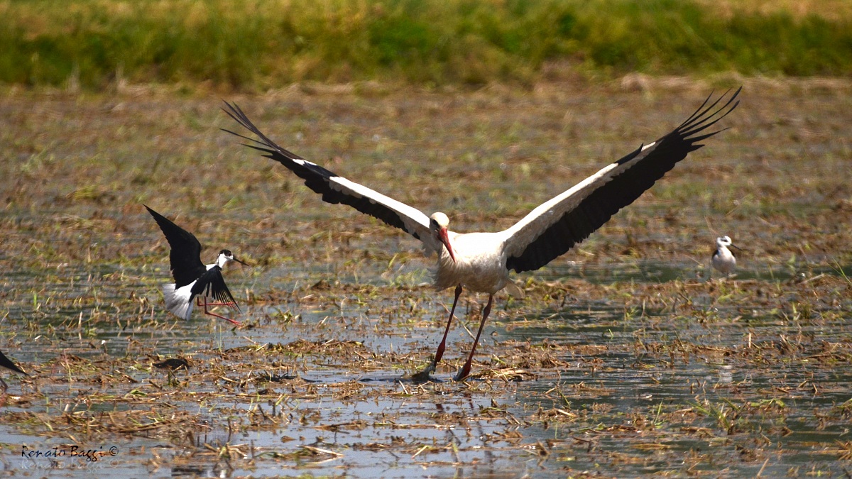 Stork Vs Knight of Italy