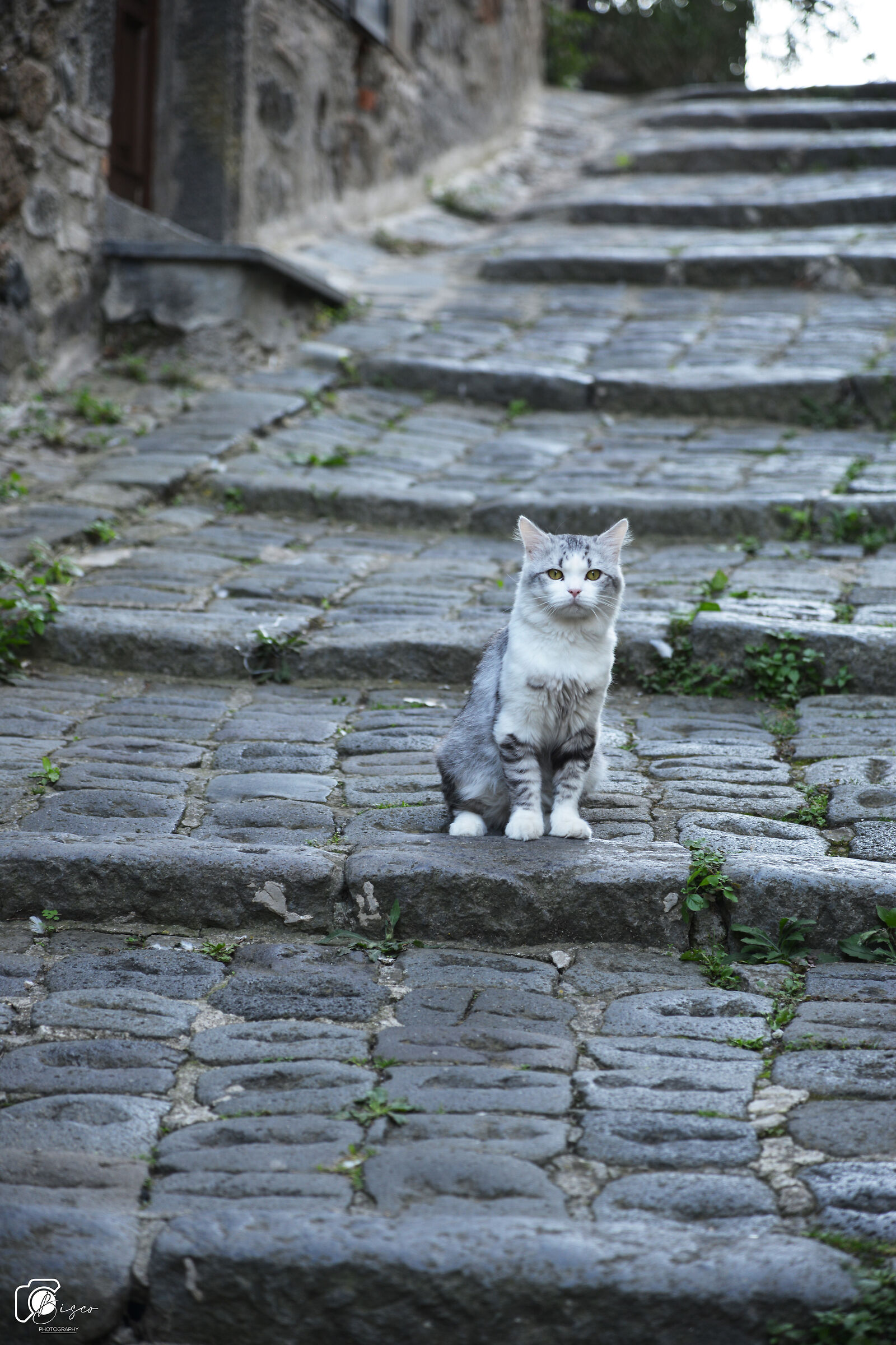 Bolsena - cat on the steps