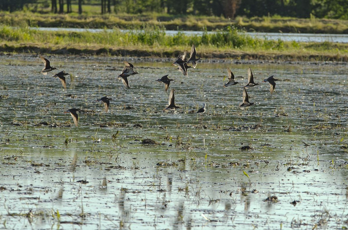 Flock of Sandpipers