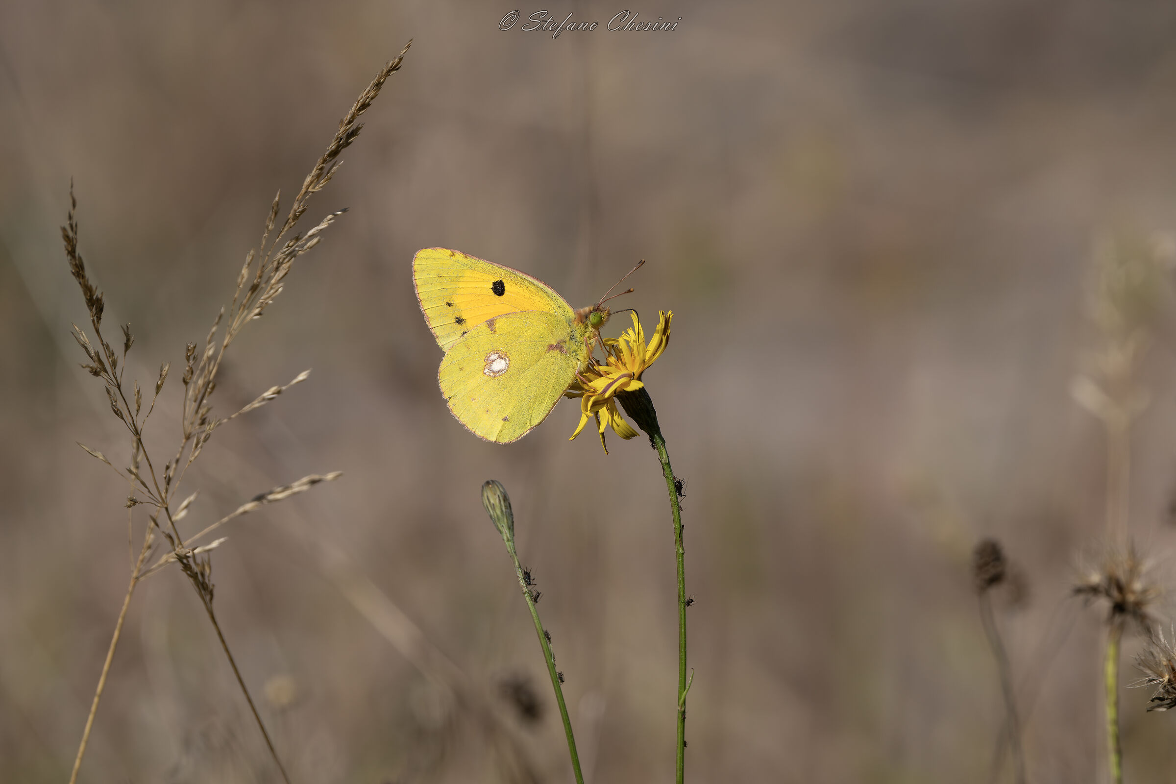 Colias Mirmidone